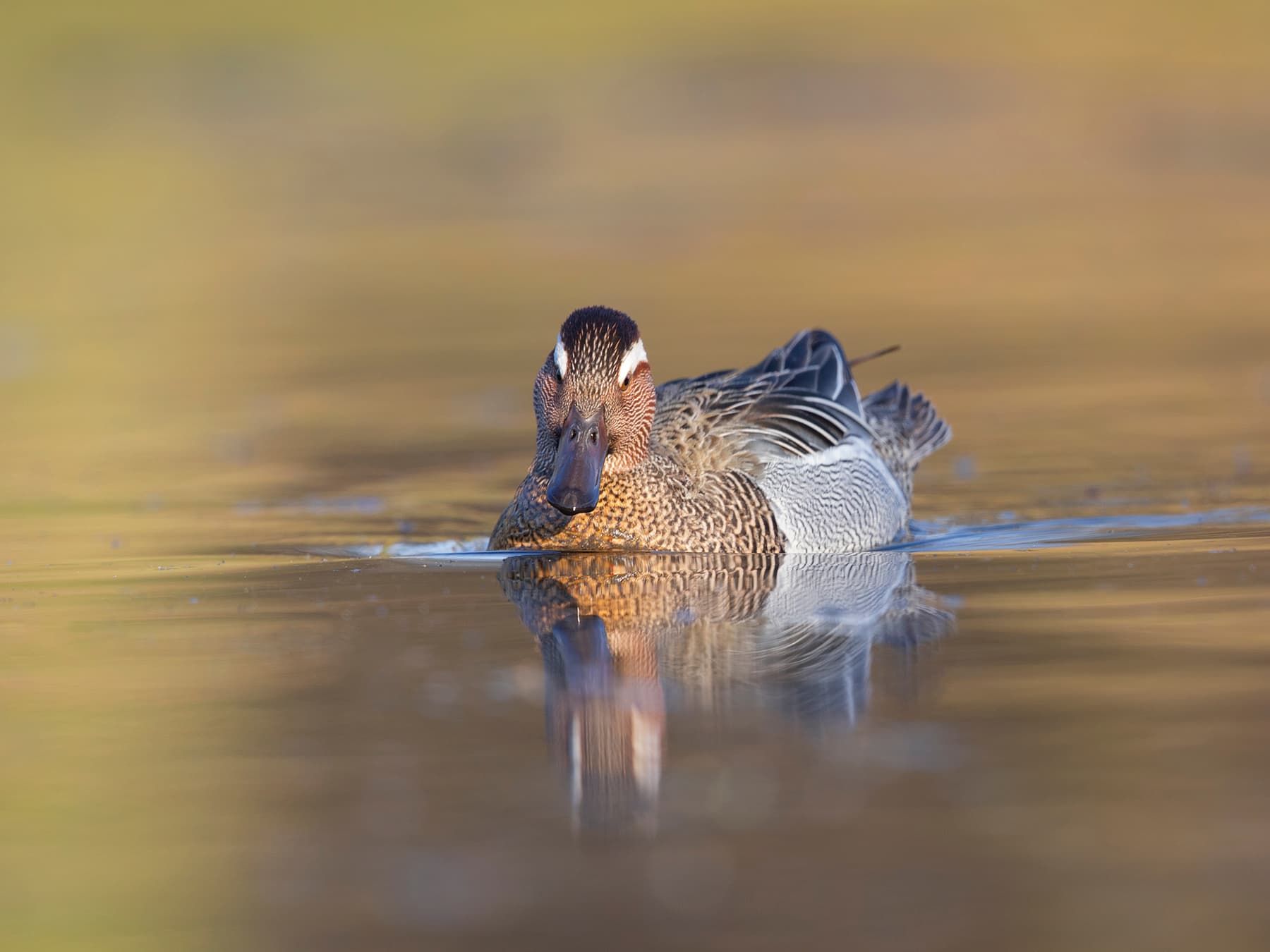 Garganey swimming in natural habitat