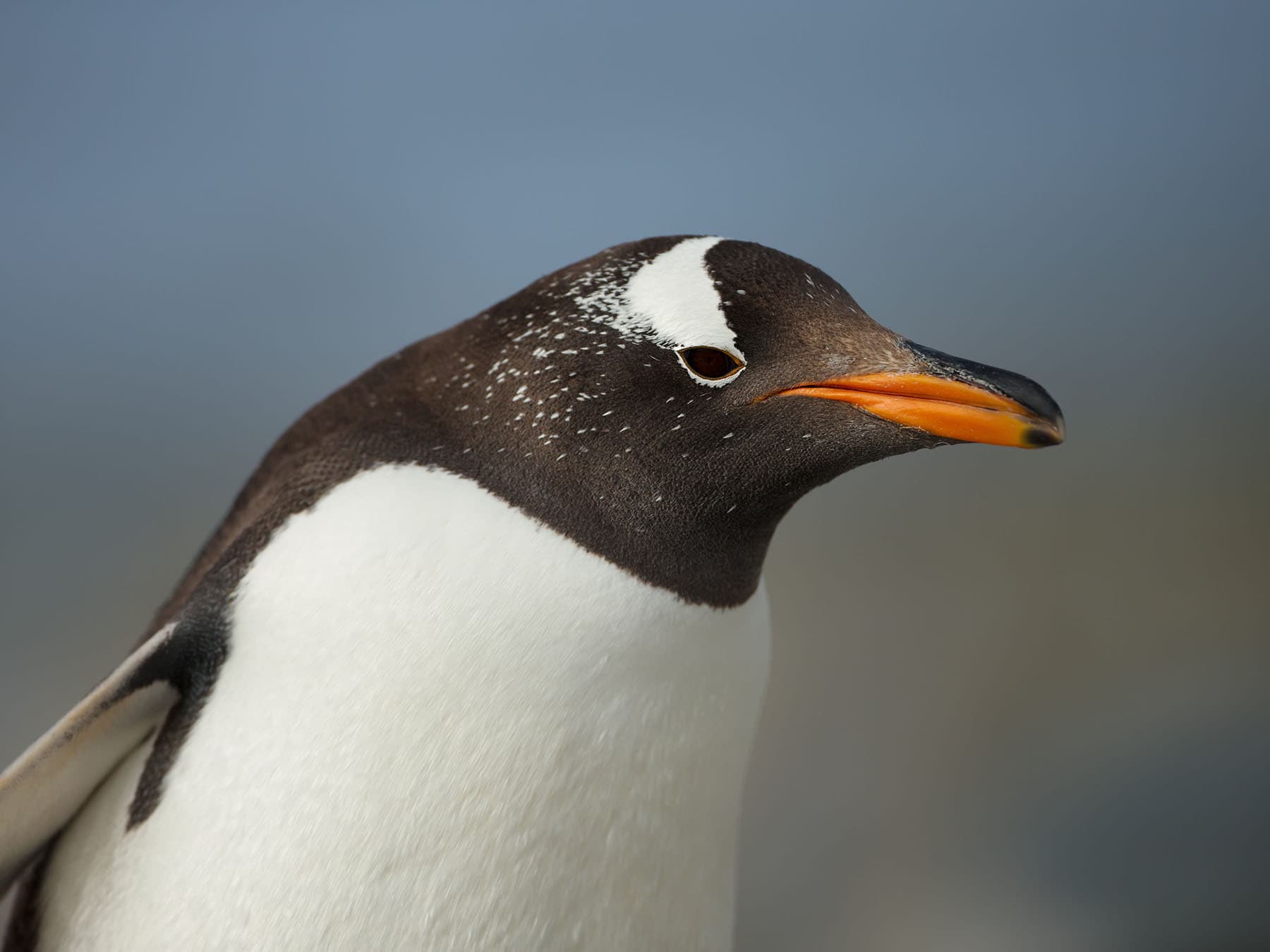 Close up of a Gentoo Penguin