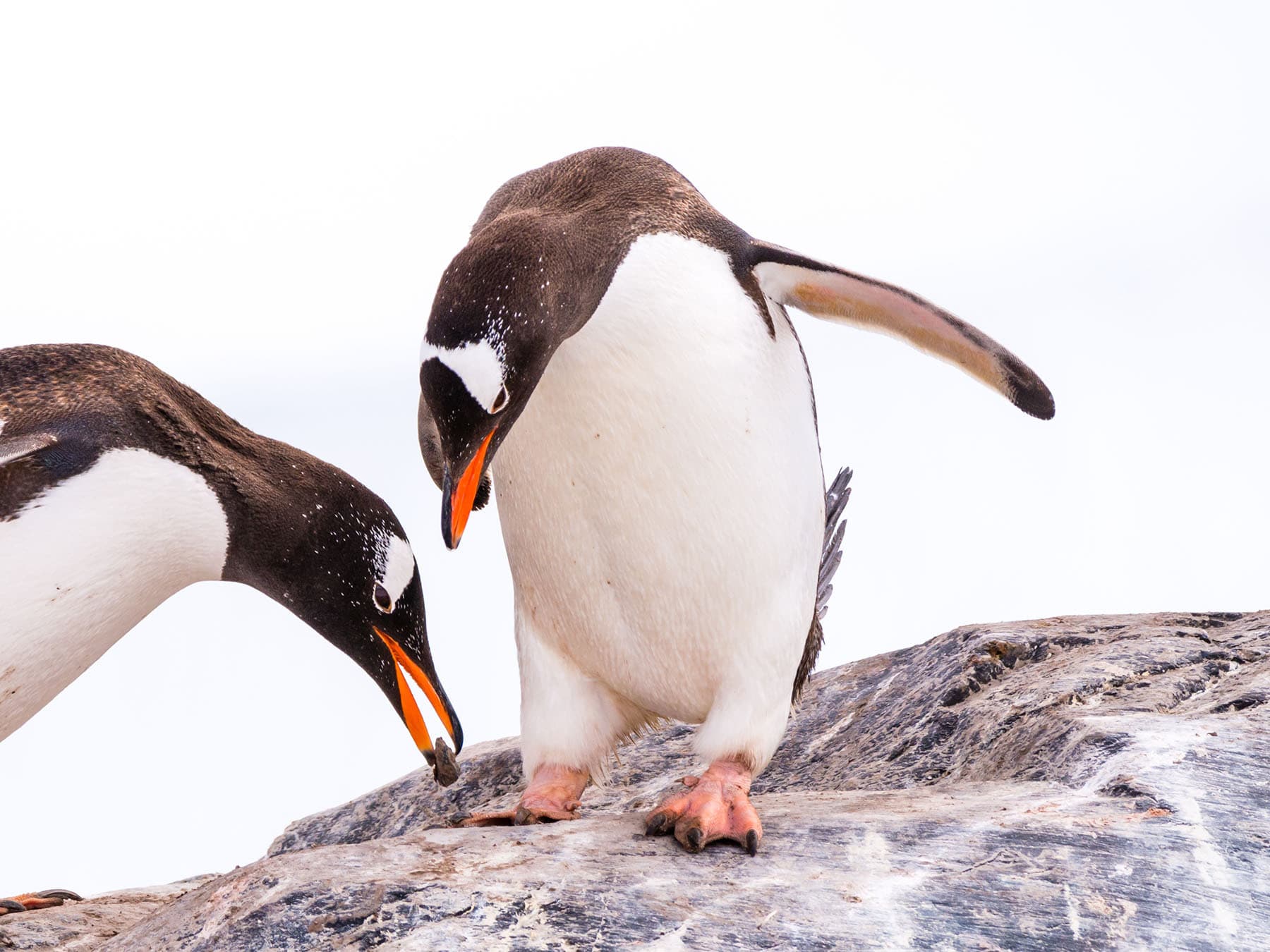 Male Gentoo penguin offering stone to partner during courtship