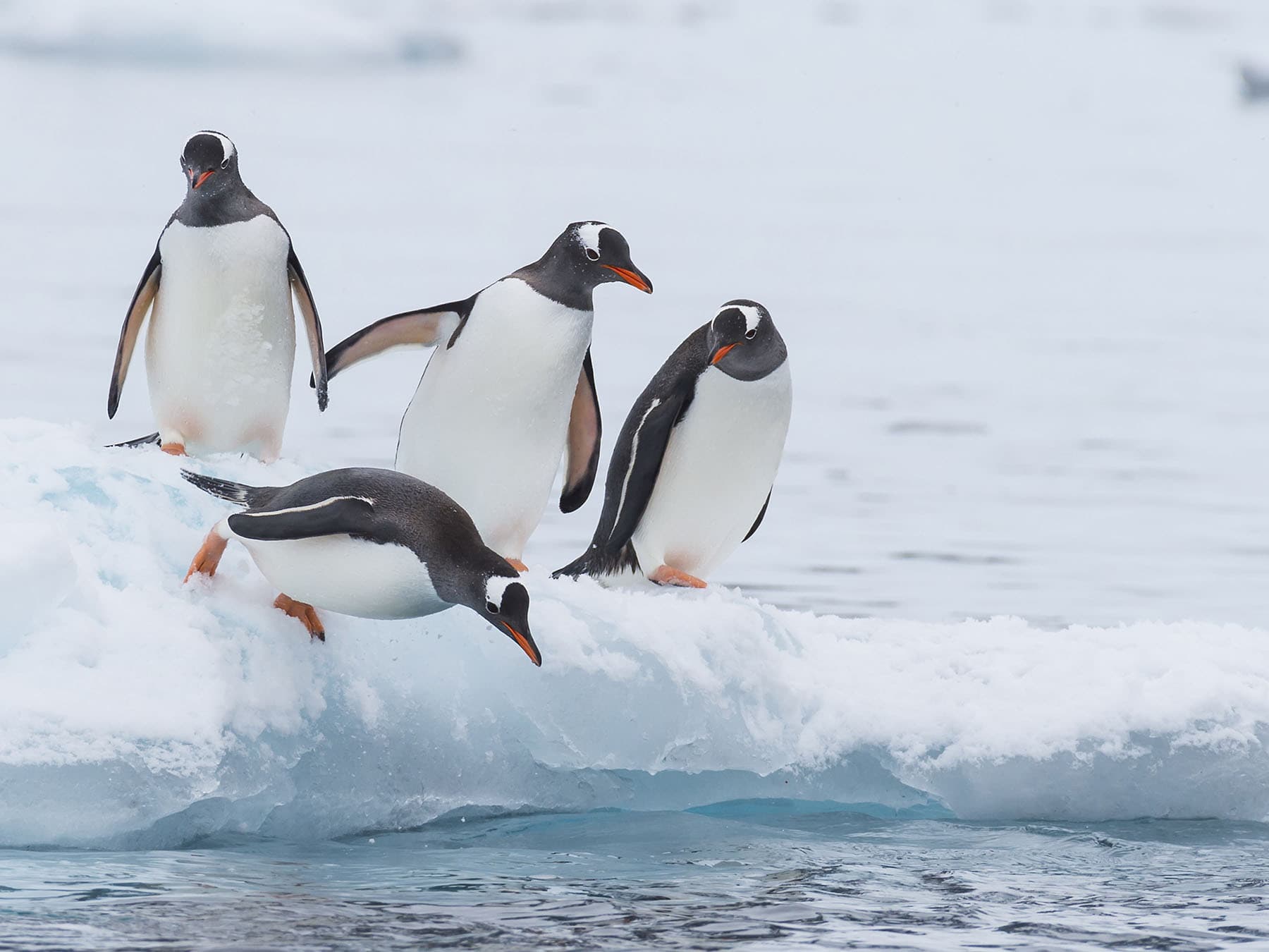 Gentoo penguins diving for food