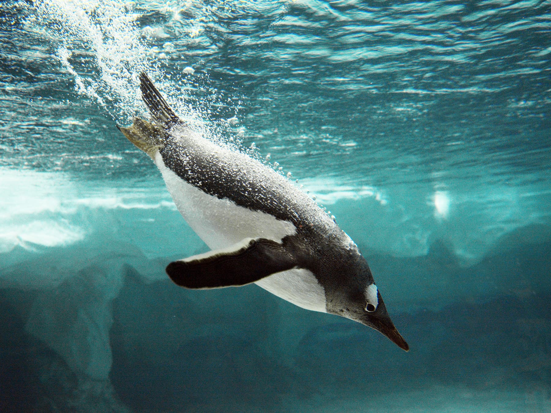 Gentoo penguin diving in to water of southern antarctic ocean