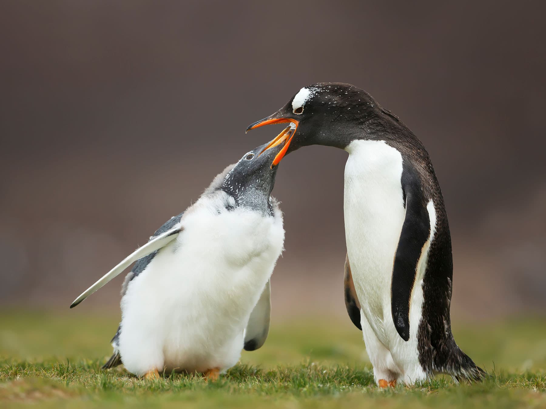 Gentoo penguin feeding moulting chick