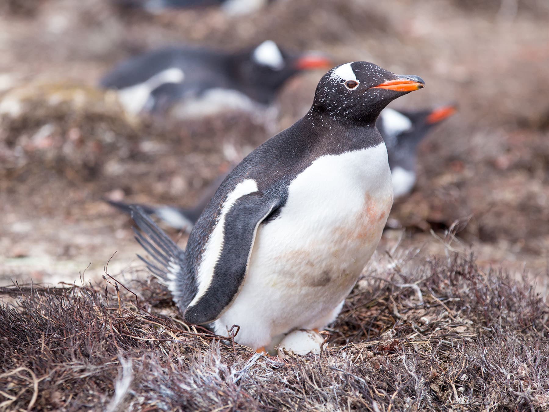 Female Gentoo penguin incubating egg