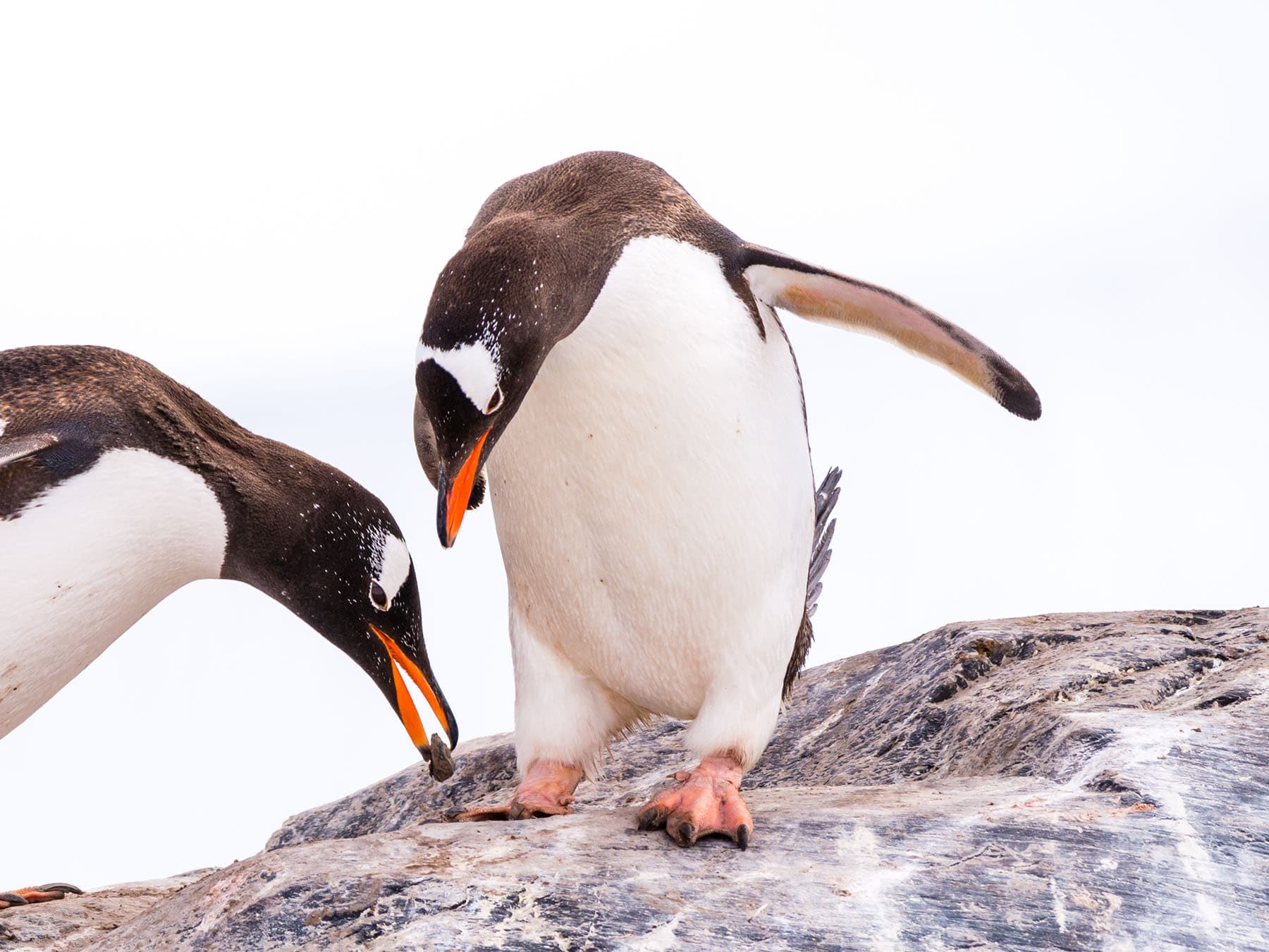 Gentoo penguin proposing