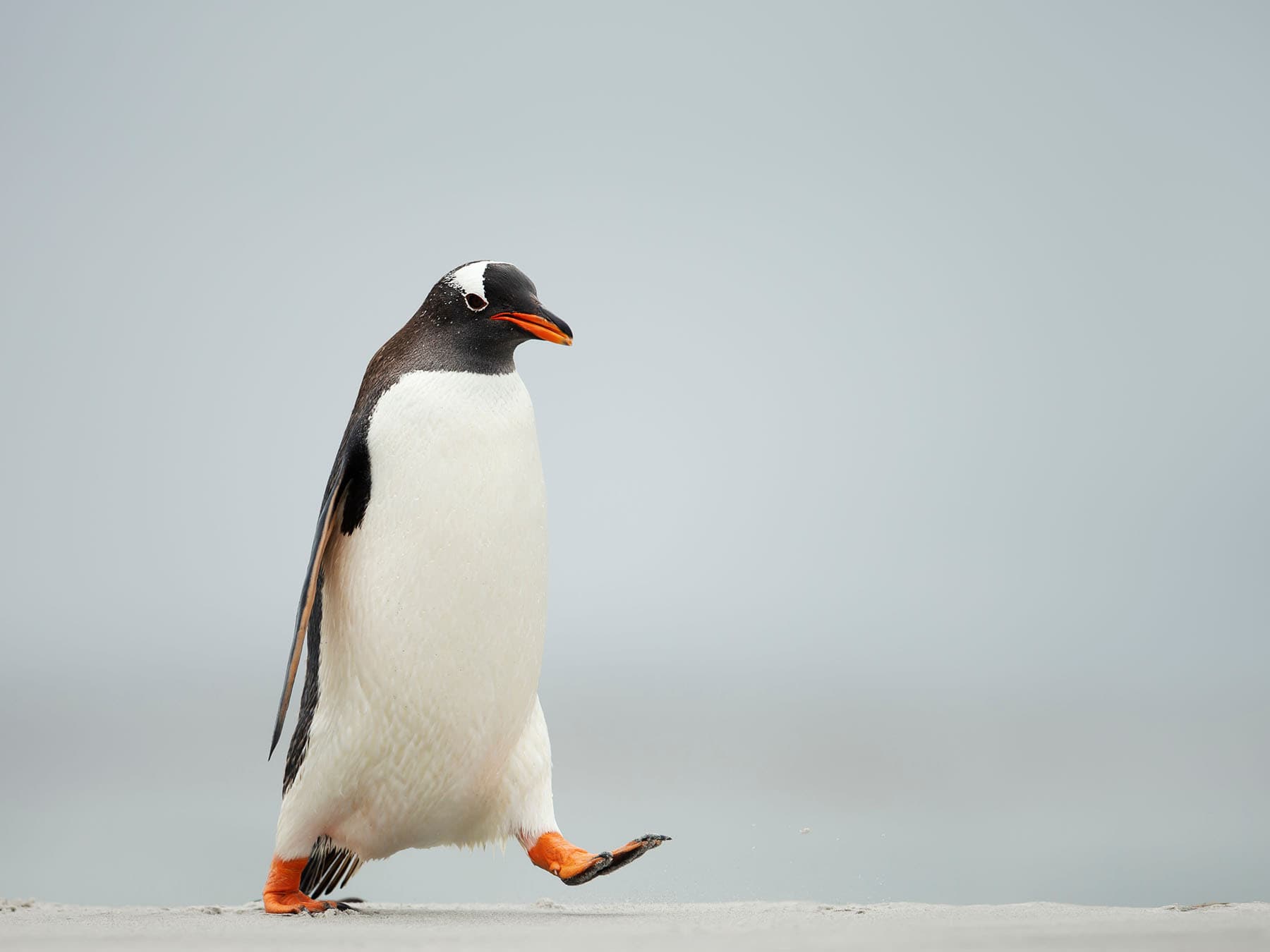 Gentoo penguin walking