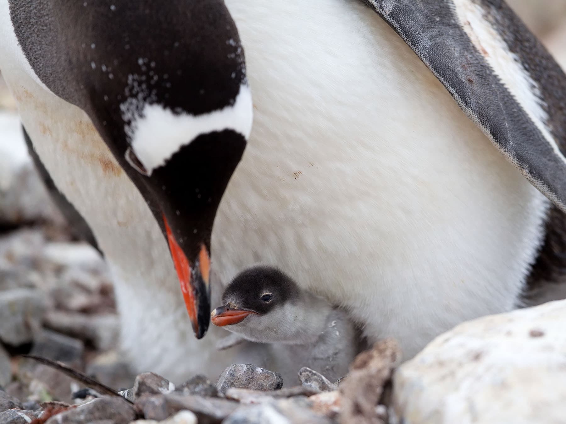 Gentoo penguin with recently hatched chick