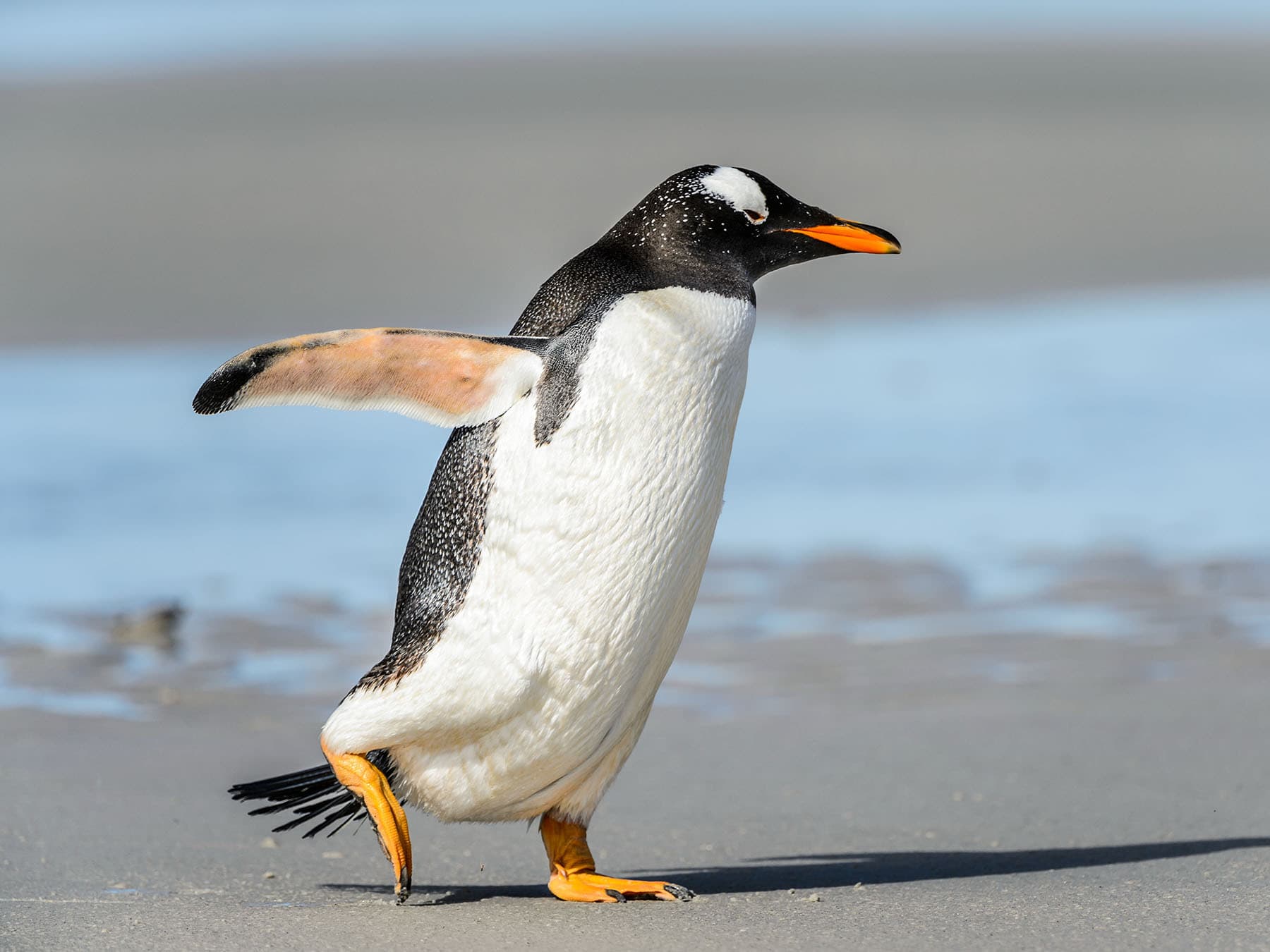 Gentoo Penguin