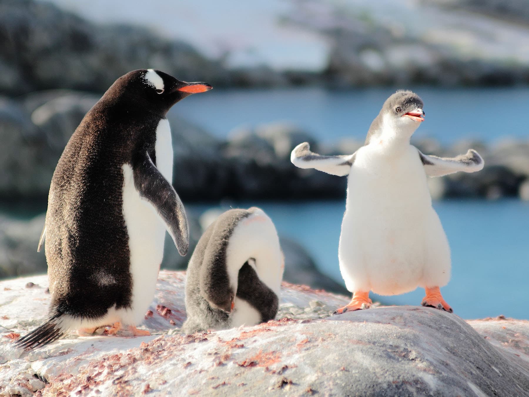Gentoo penguins with young chicks