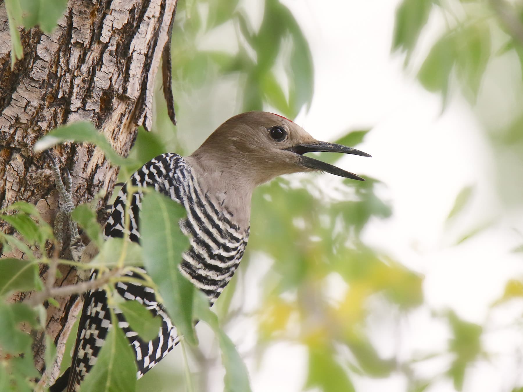 Gila Woodpecker calling from the trees