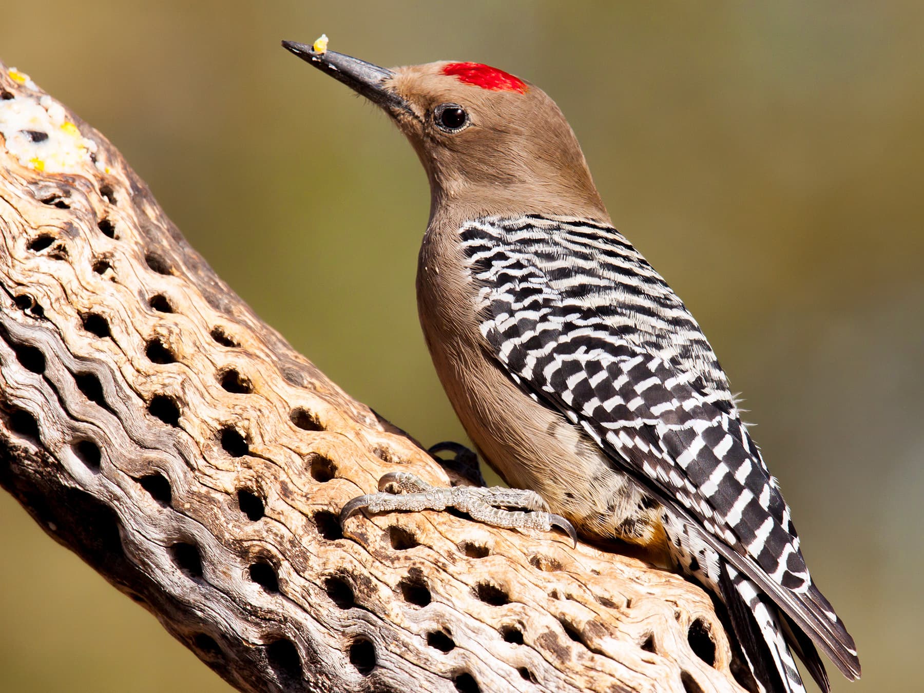 Gila Woodpecker feeding on a cactus skeleton