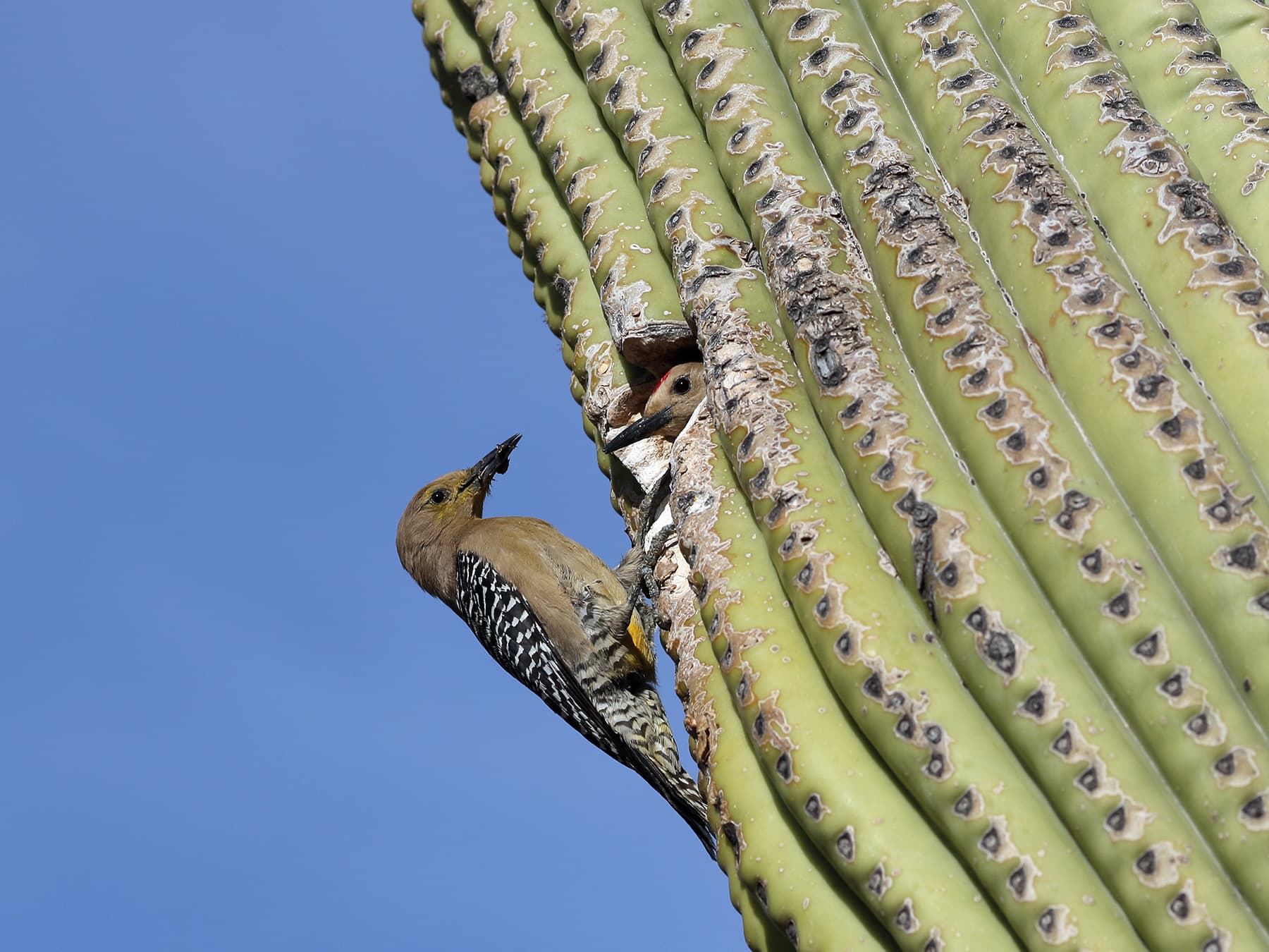 Gila Woodpecker feeding young bird at the nest