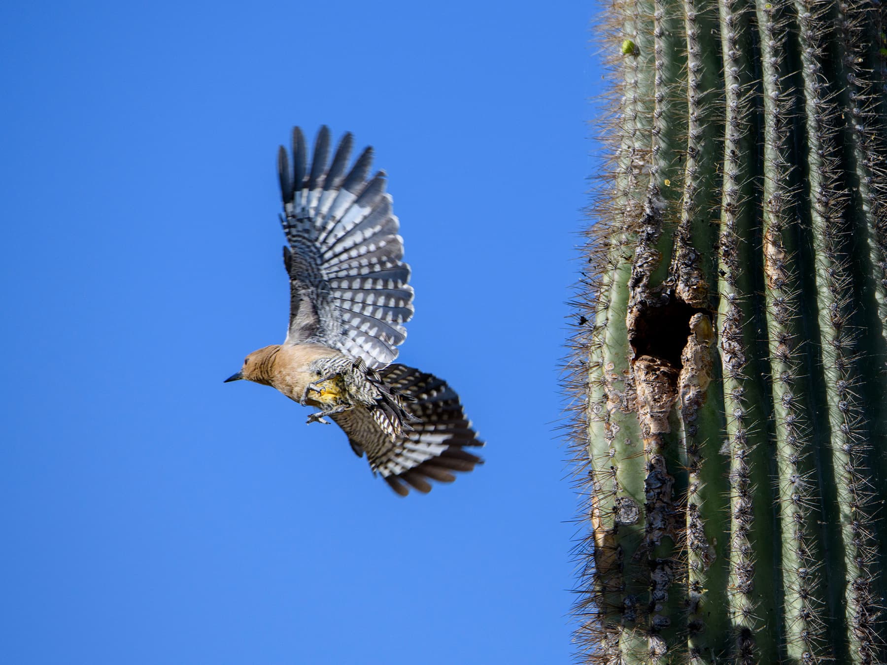 Gila Woodpecker leaving the nest in a Saguaro cactus