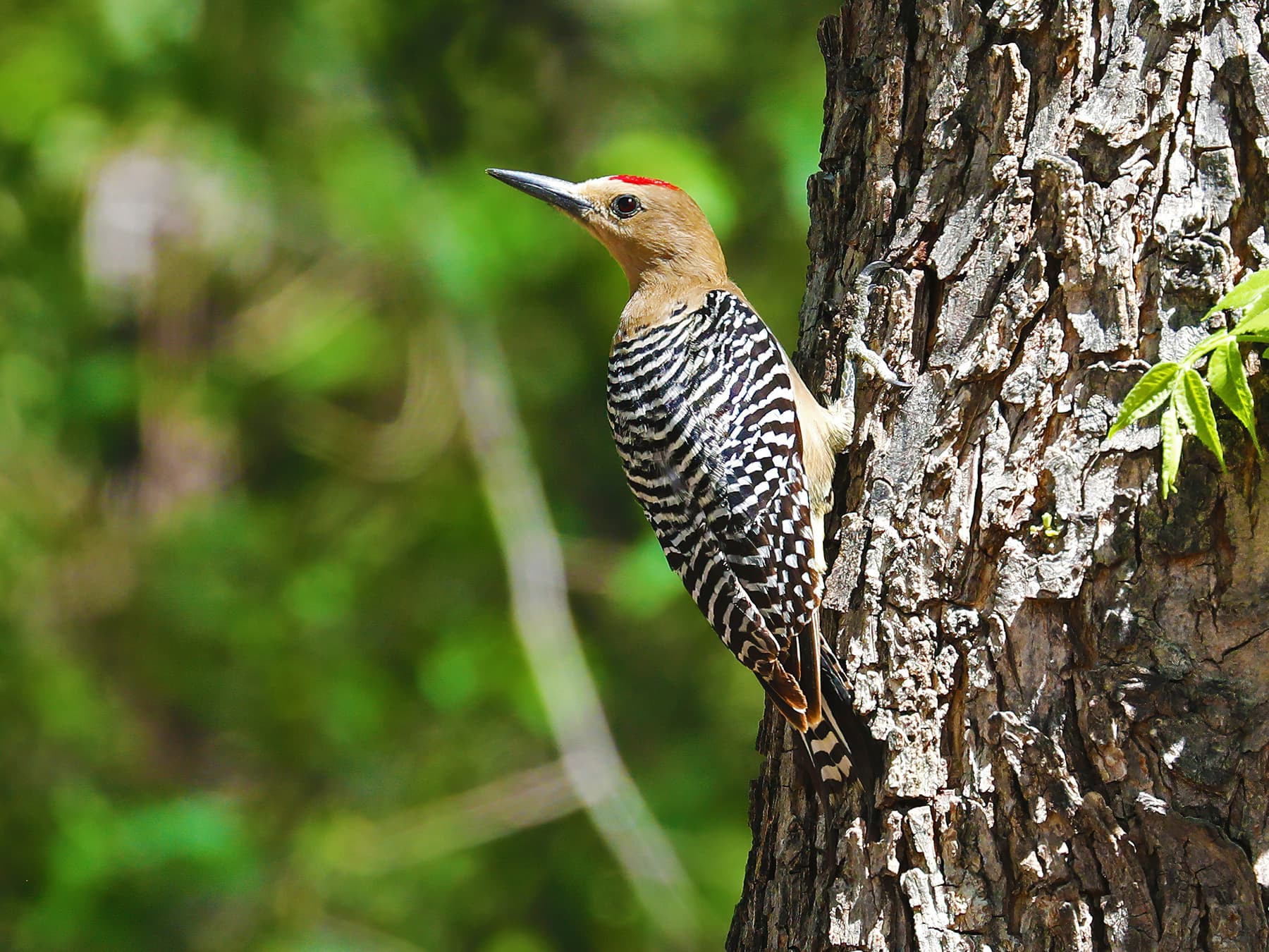 Gila Woodpecker searching for food on a tree trunk