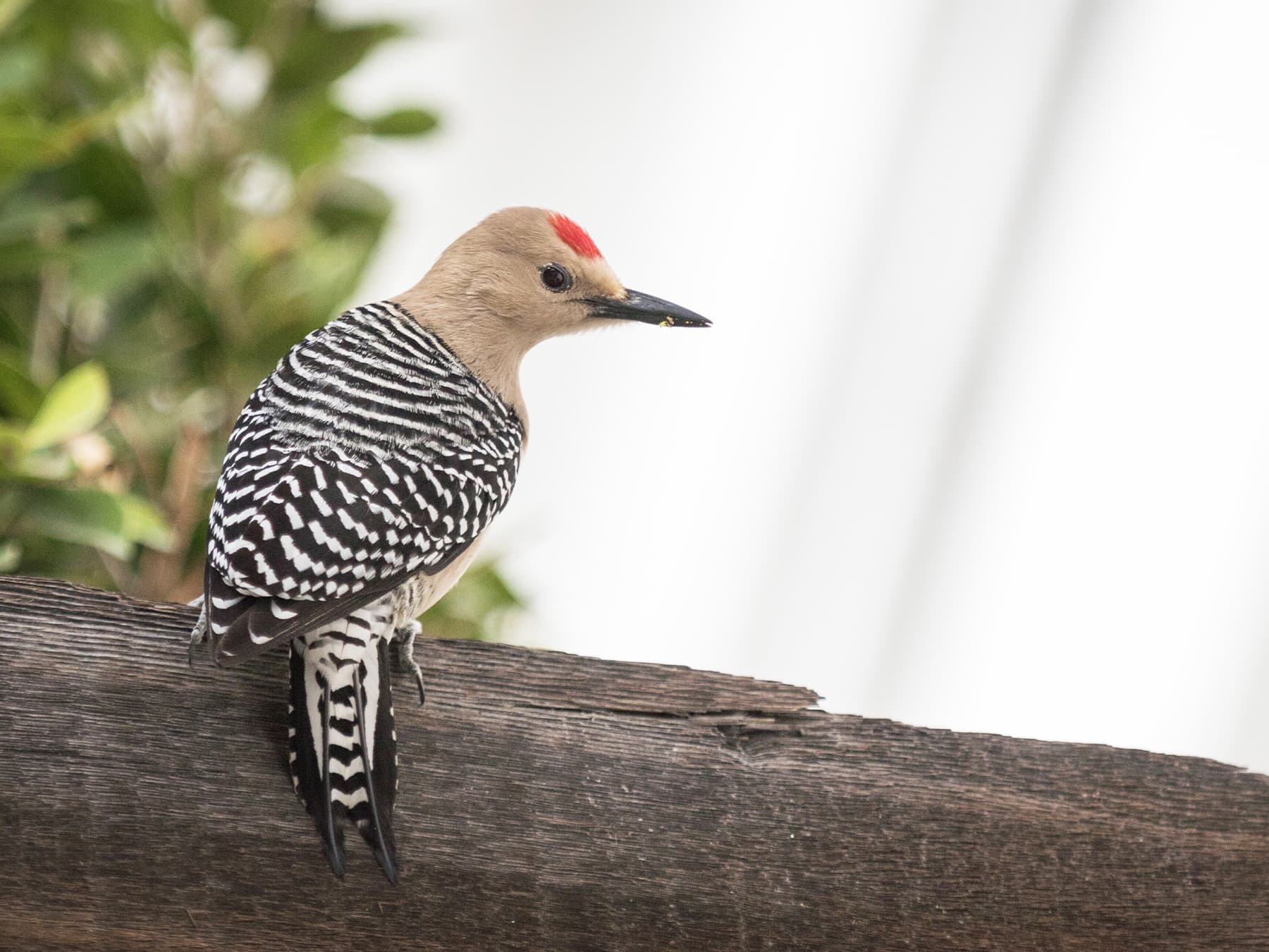 Gila Woodpecker sitting on a wooden post