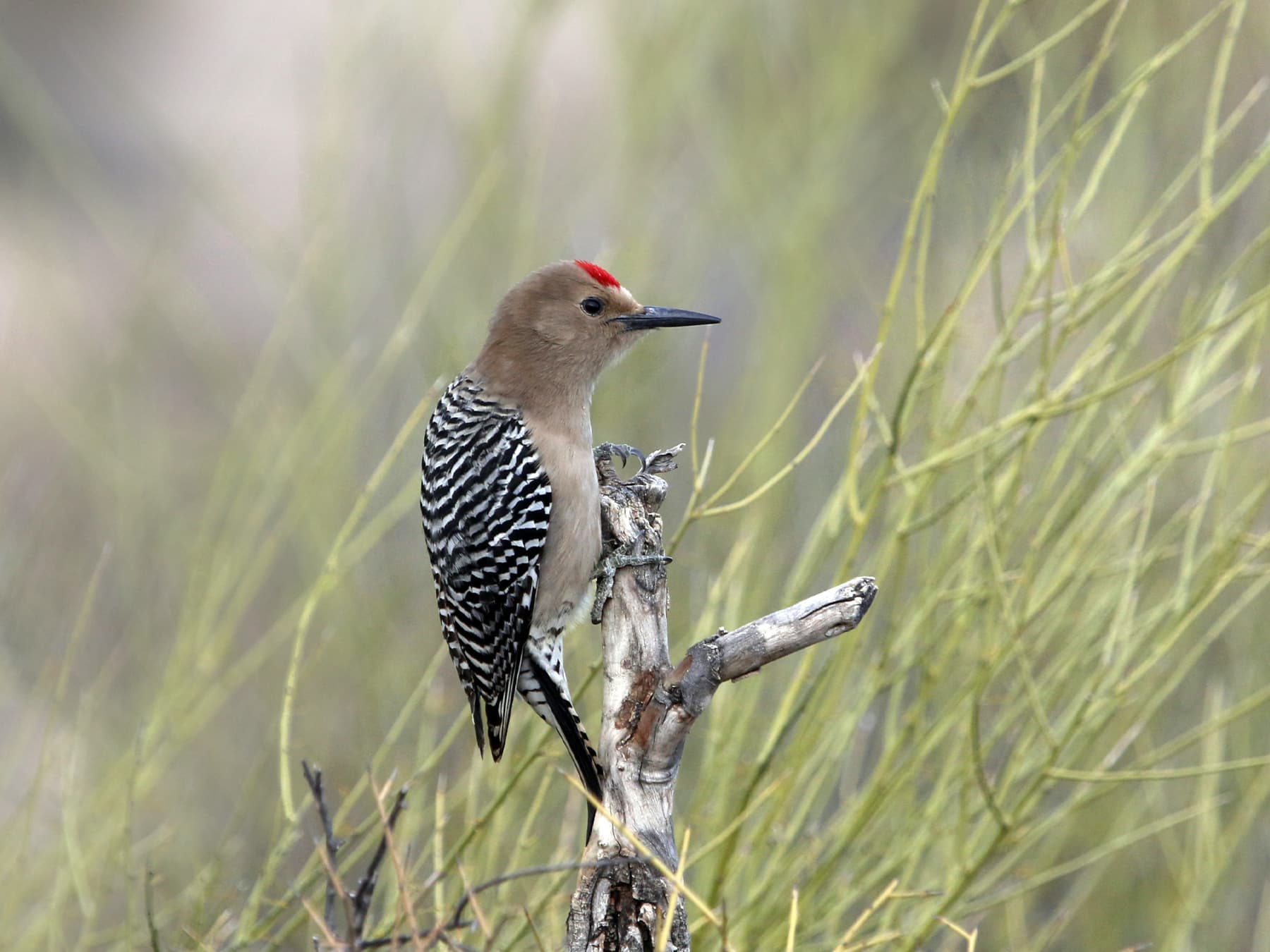 Gila Woodpecker Male