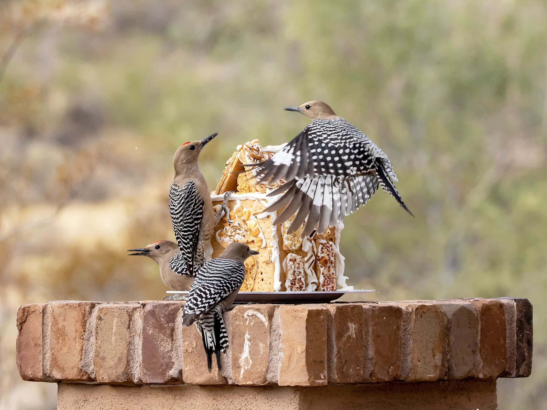 Four Gila Woodpeckers, male and female, feeding on seeds and suet in a garden