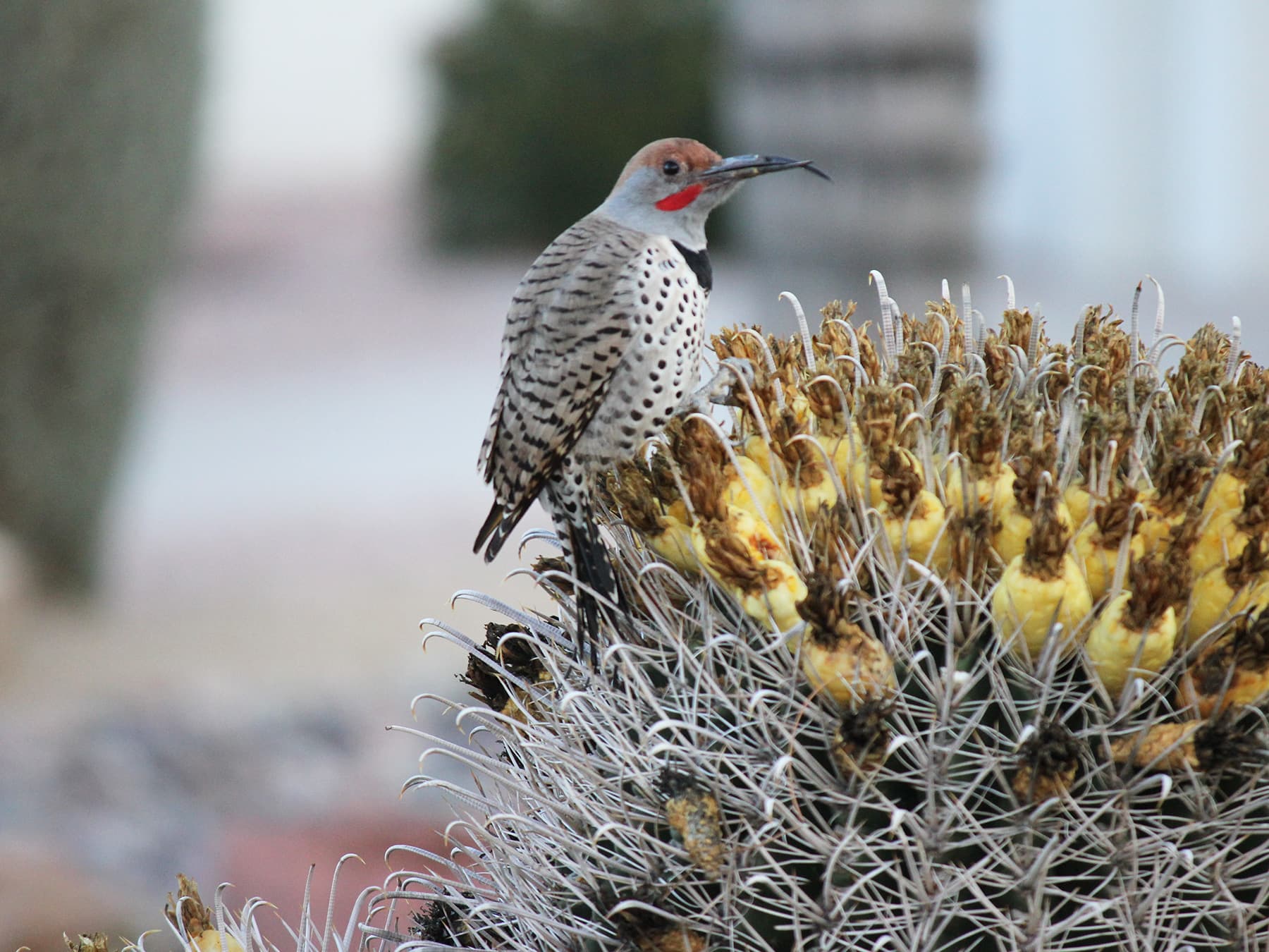 Gilded Flicker feeding on a cactus plant