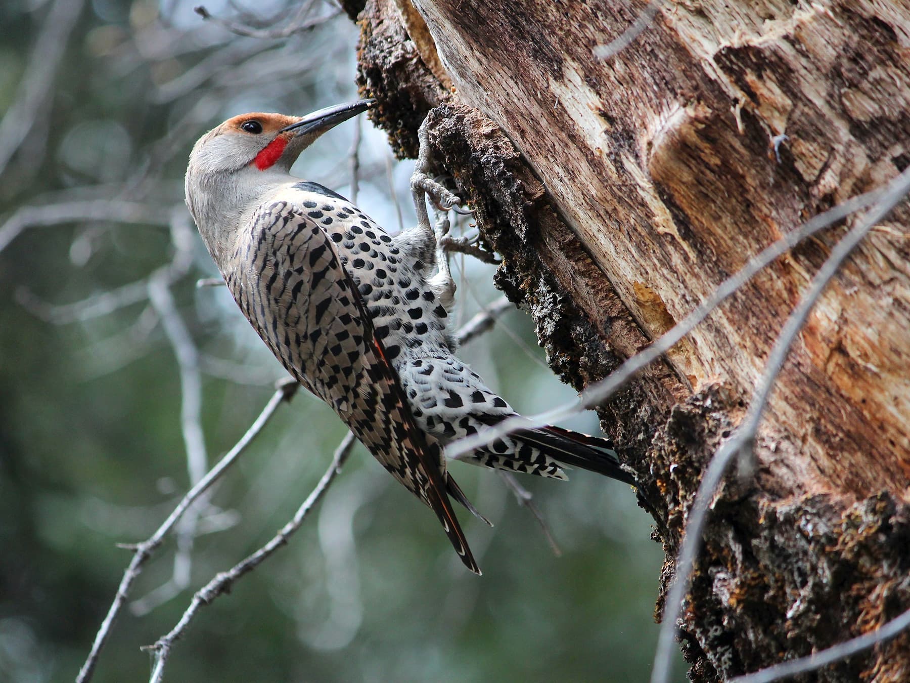 Gilded Flicker Male foraging for insects