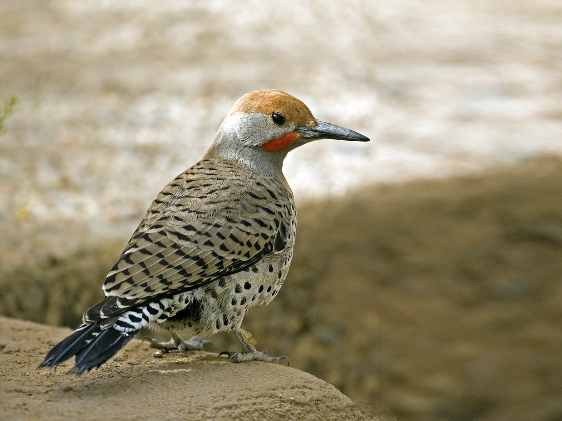 Gilded Flicker in natural habitat