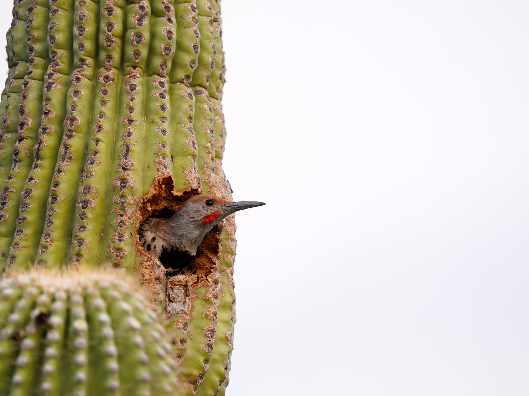 Gilded Flicker looking out from his nest cavity in a Saguaro cactus