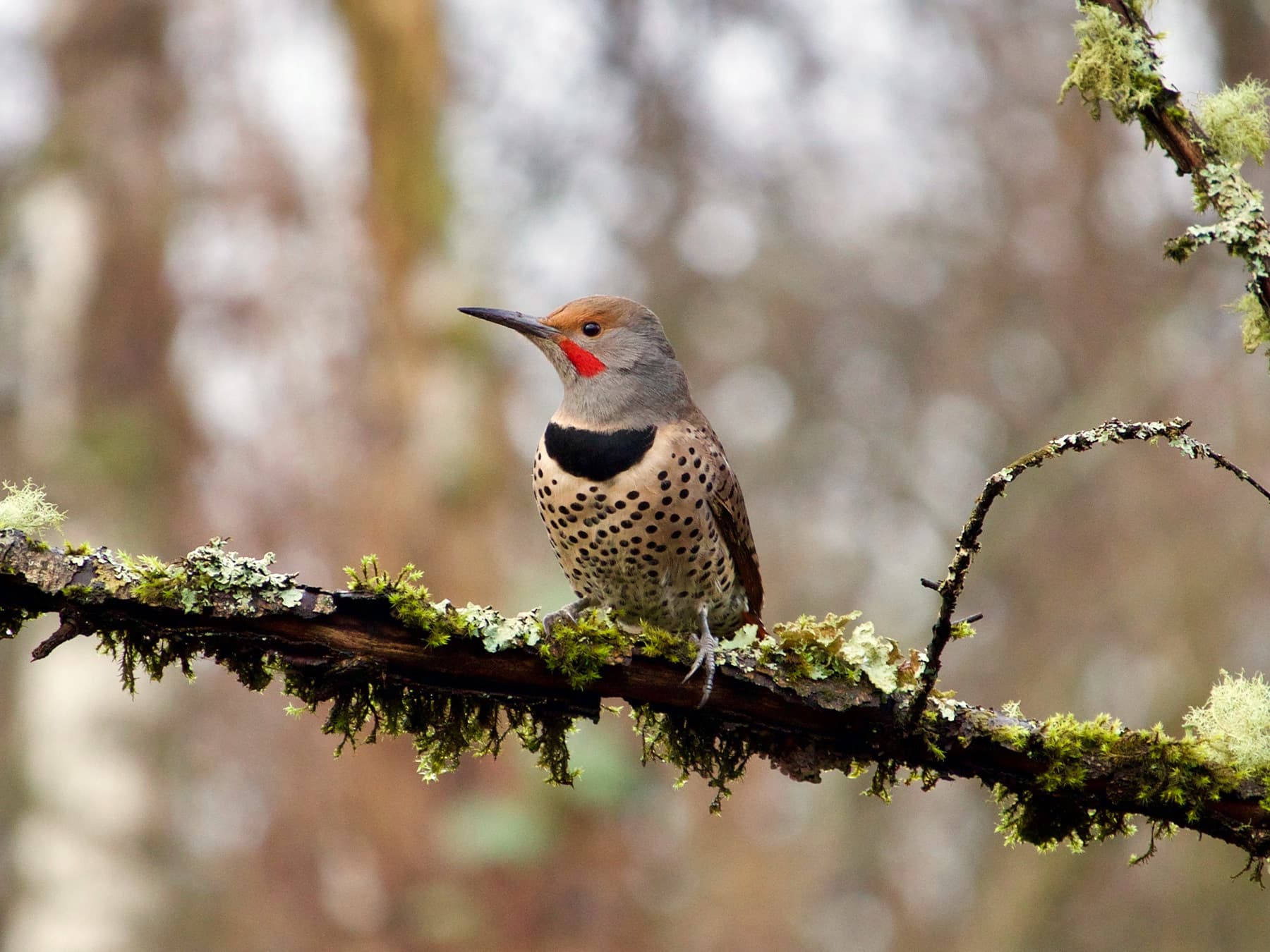 Gilded Flicker perching on a branch