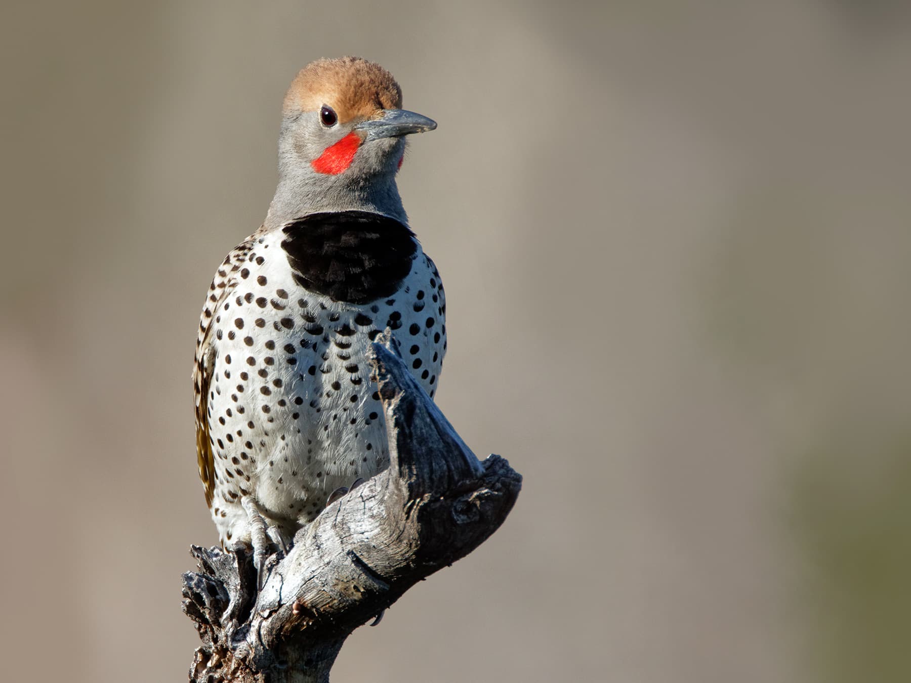 Gilded Flicker perching on a dead branch in the desert