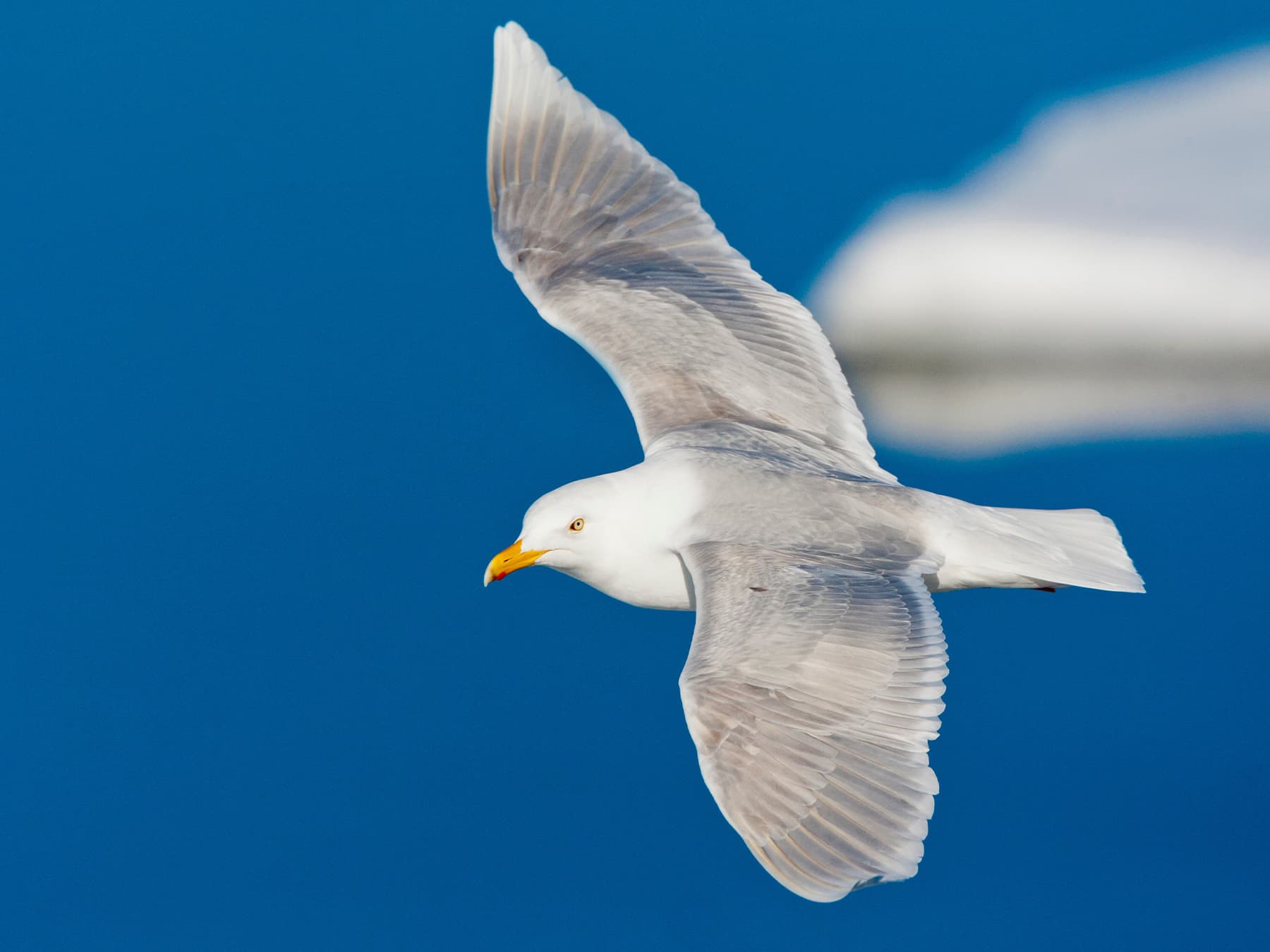 Glaucous Gull in-flight