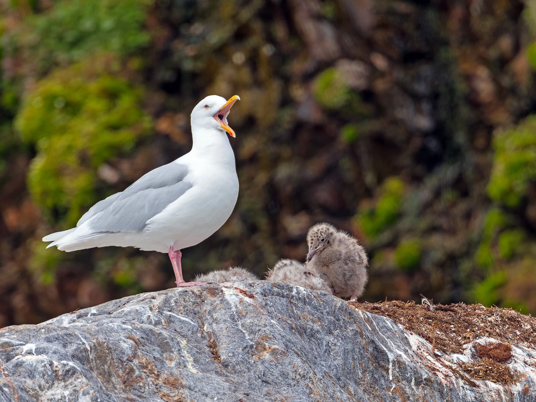 Glaucous Gull at nest site with chicks
