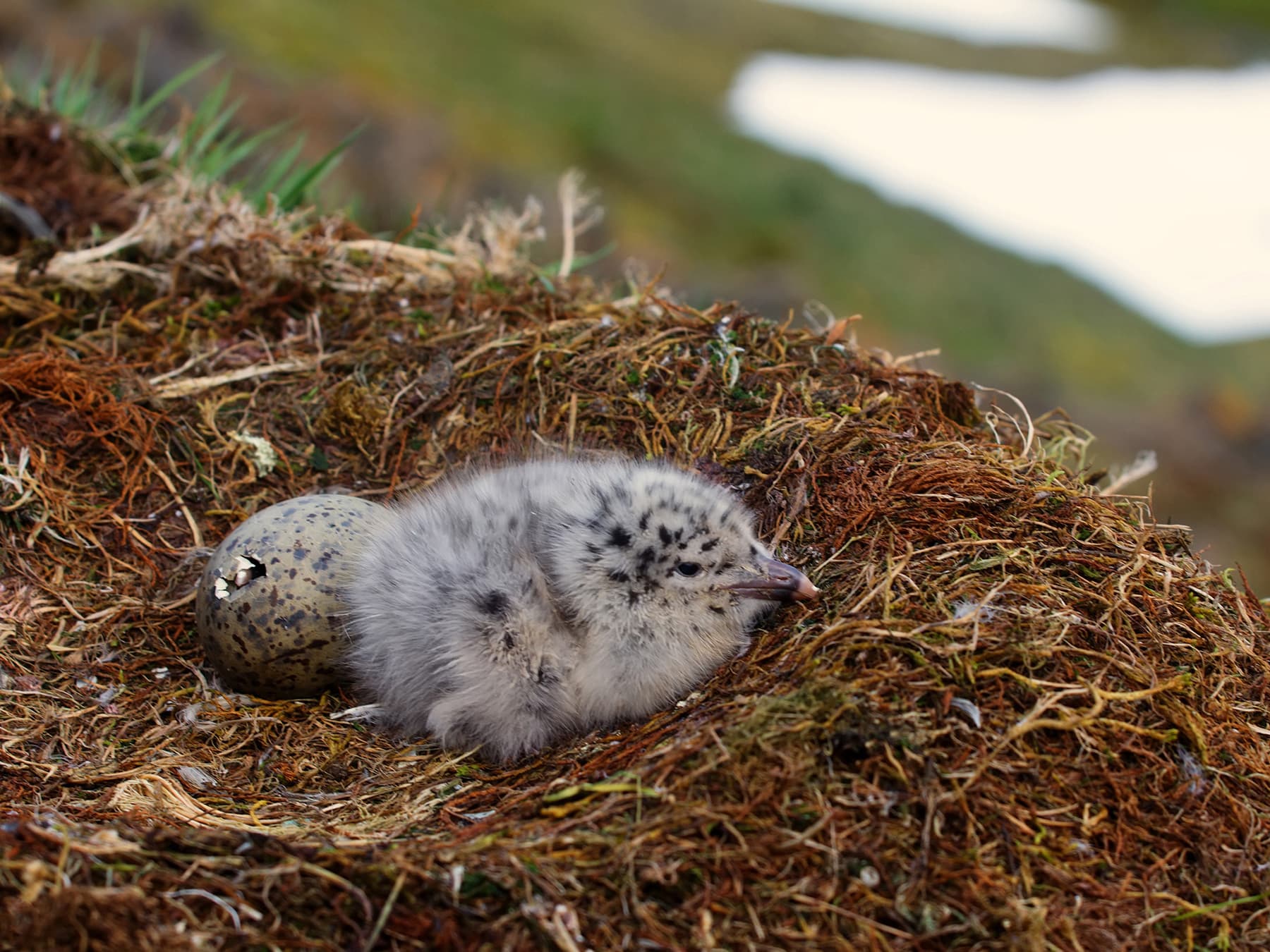 Nest of a Glaucous Gull with chick and second chick starting to hatch