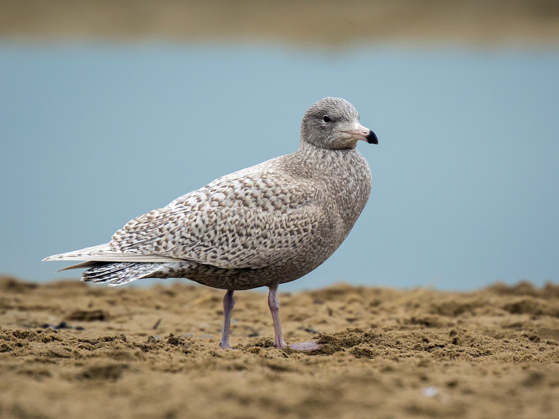 Juvenile Glaucous Gull first winter