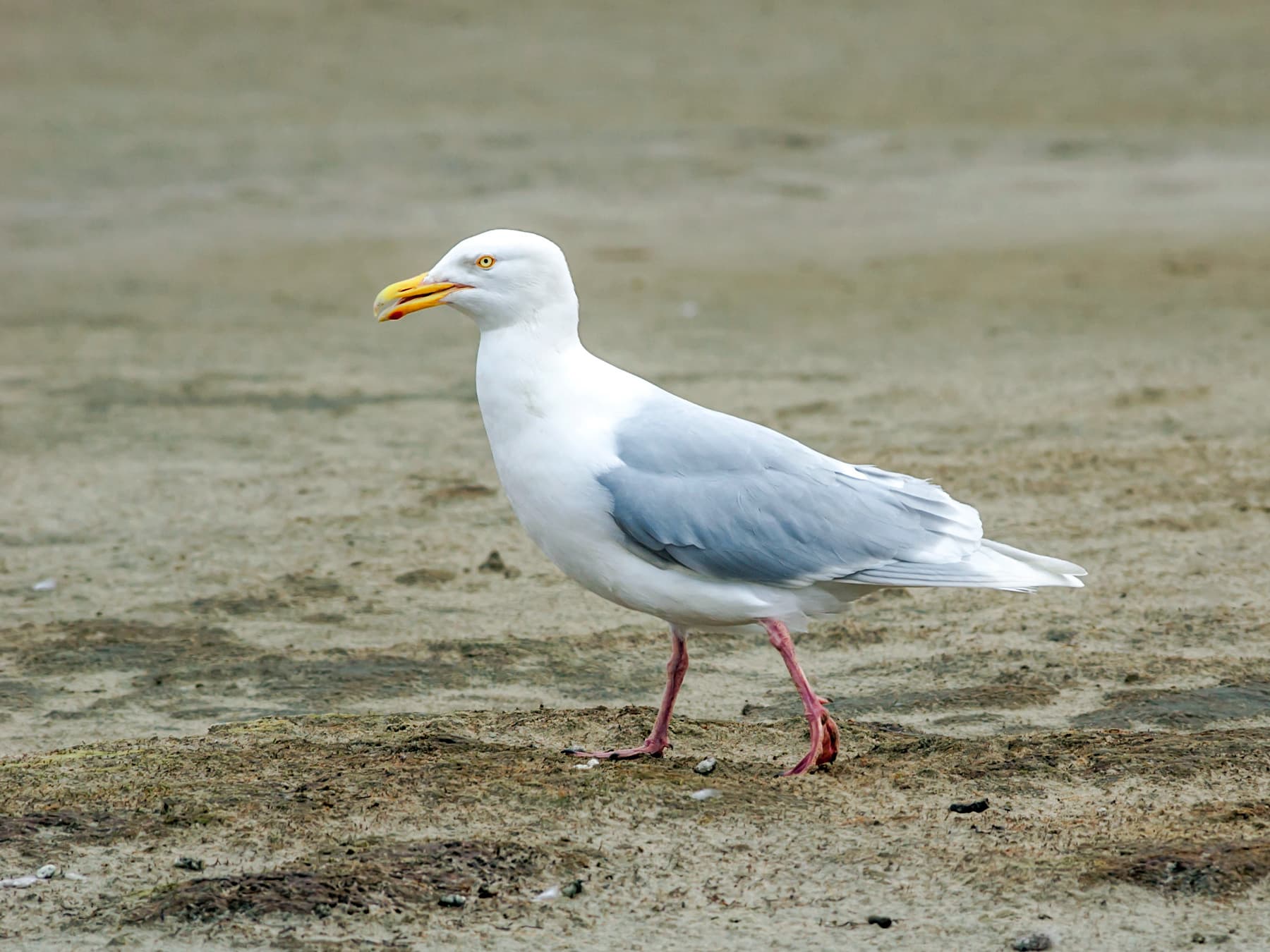 Glaucous Gull adult in breeding plumage