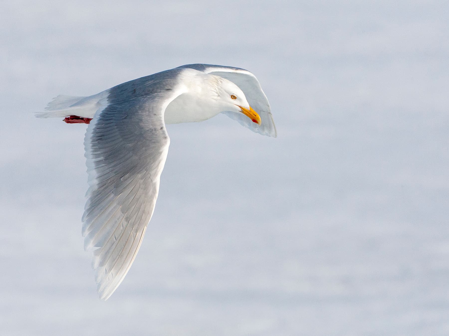 Glaucous Gull in-flight