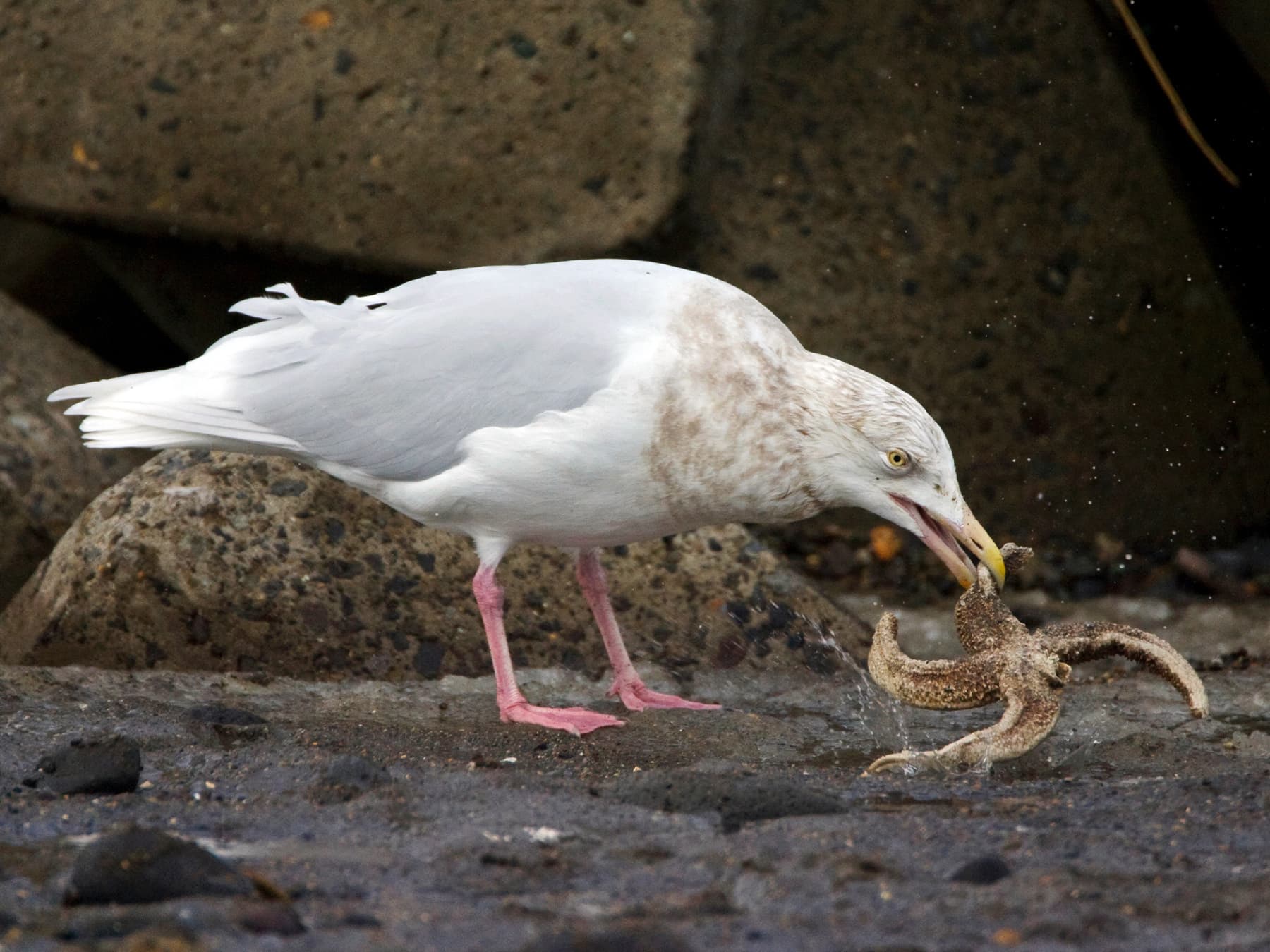 Glaucous Gull (non-breeding) feeding on a starfish