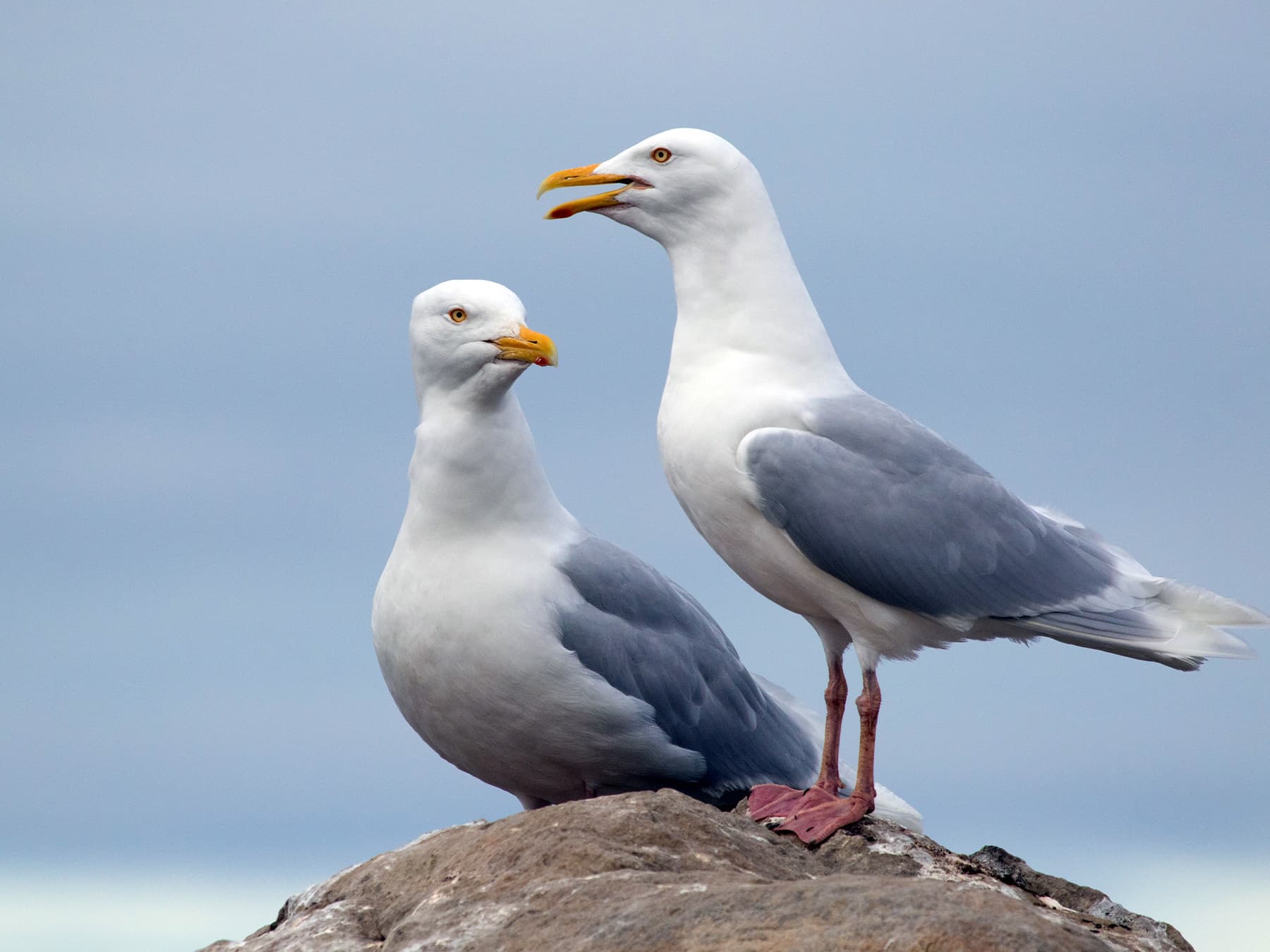 Pair of Glaucous Gulls resting on the rocks by the shore
