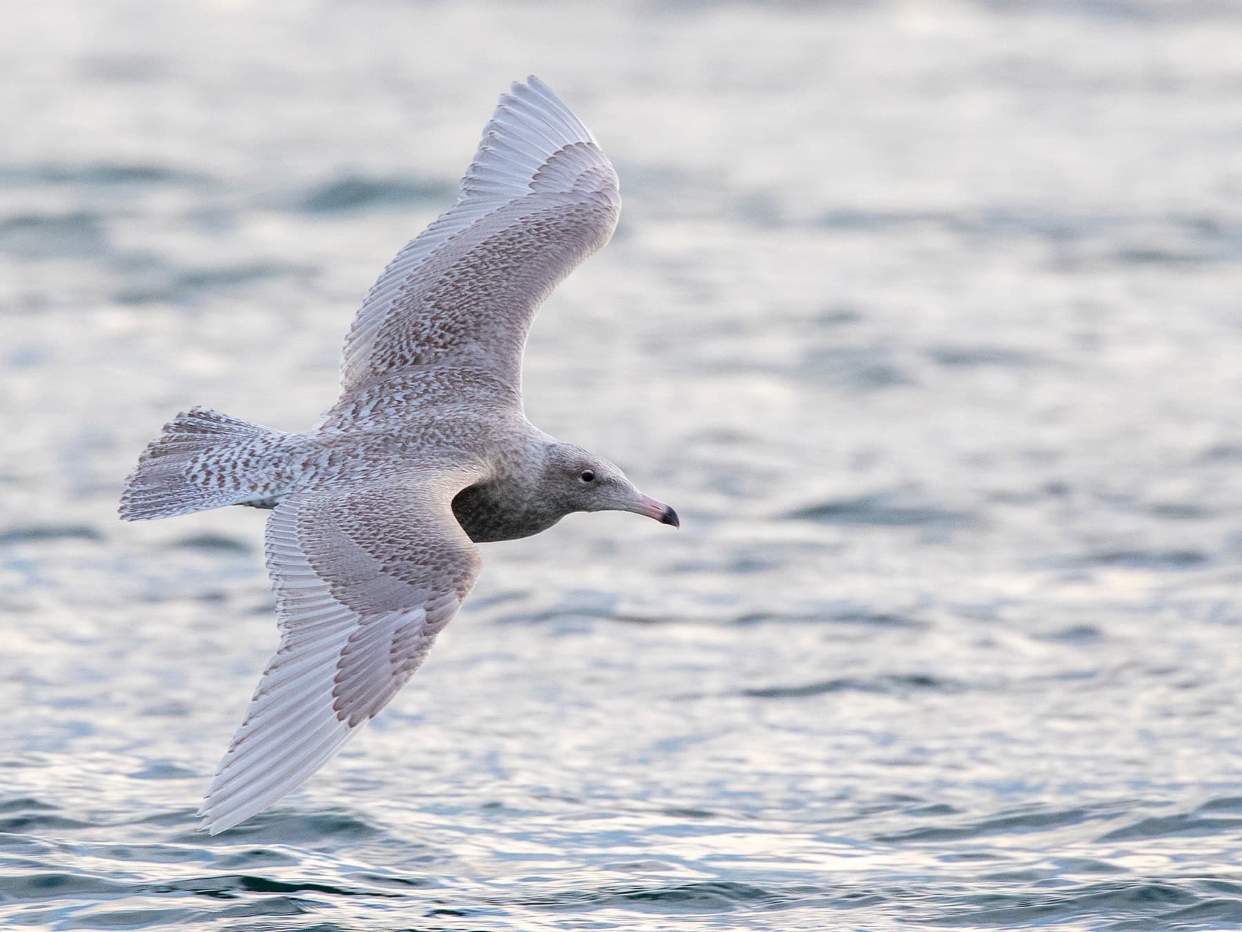 Juvenile Glaucous Gull in second winter plumage flying close to the surface of the water