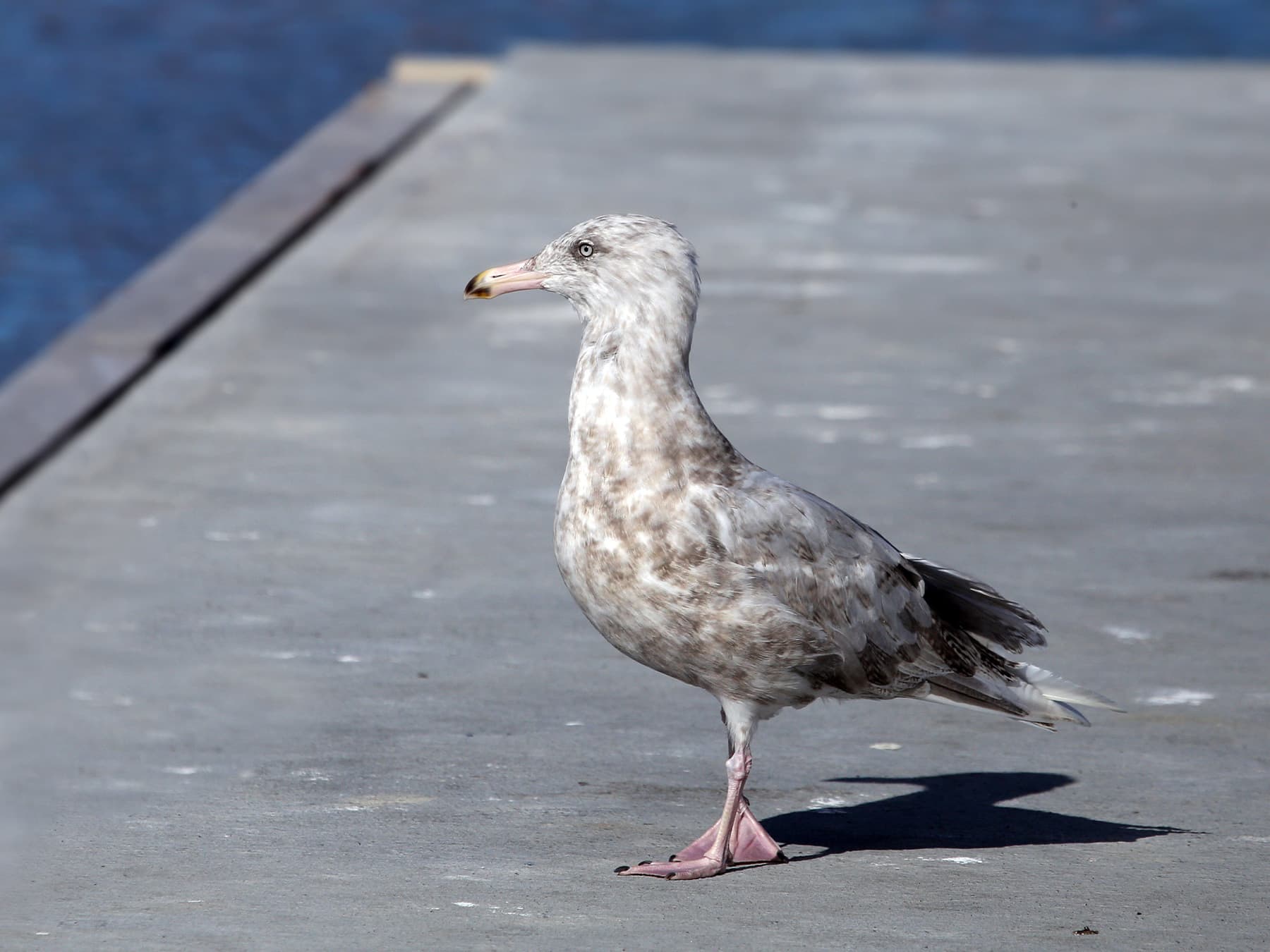 Juvenile Glaucous Gull in second winter plumage