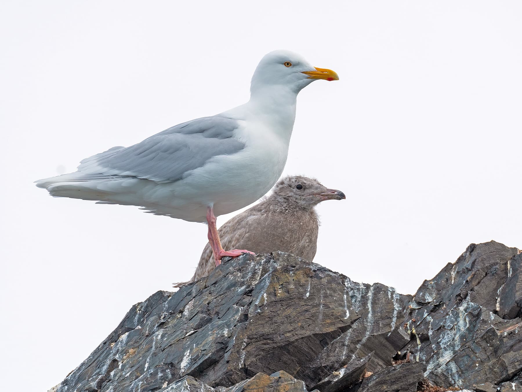 Glaucous Gull adult with chick on rocky clifftop