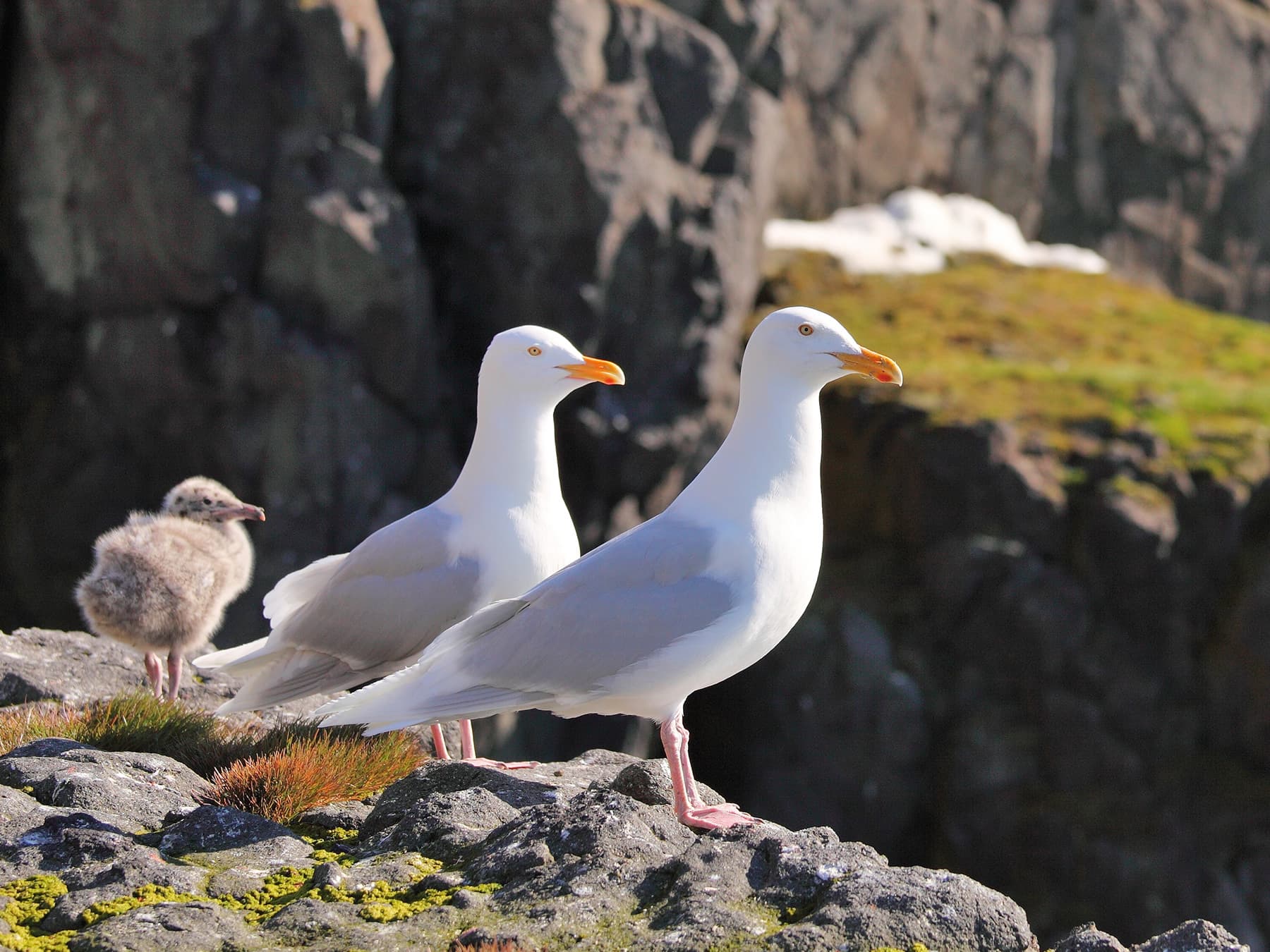 Glaucous Gull adults with chick in their natural habitat