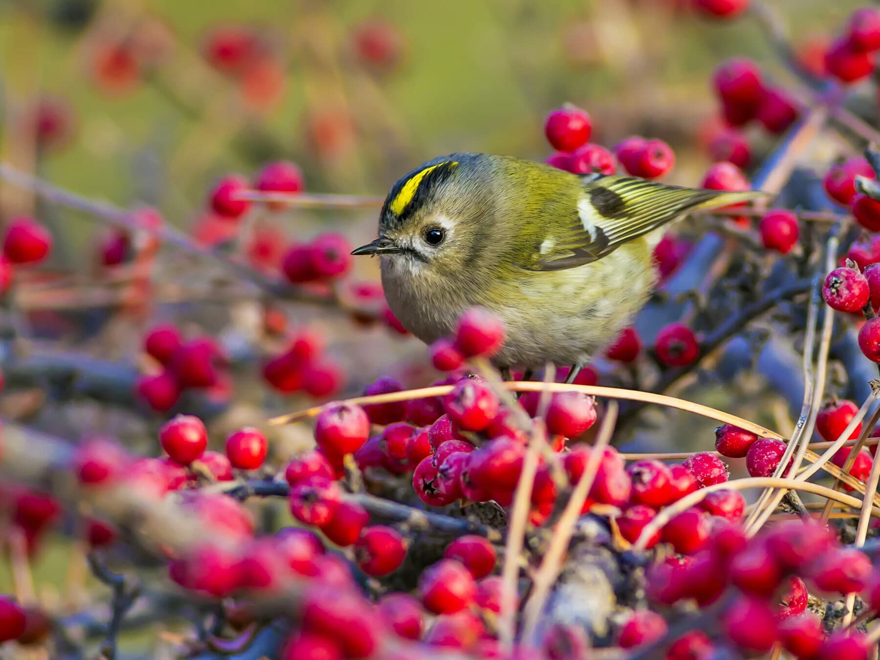Goldcrest