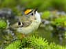 Goldcrest