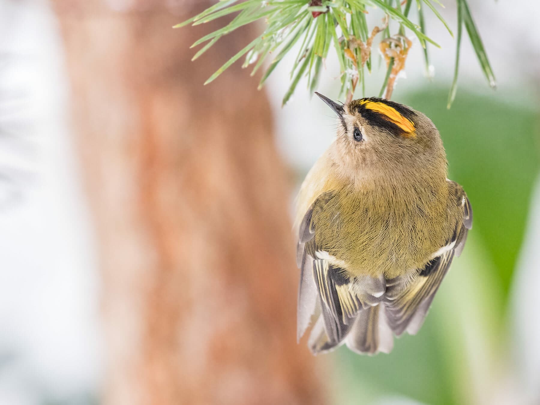 Goldcrest from behind
