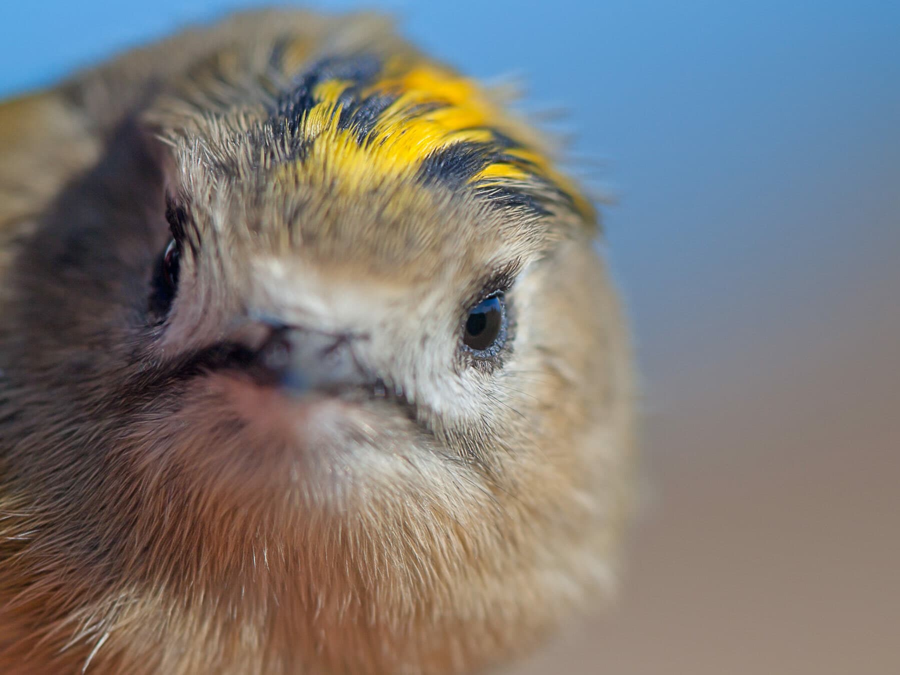 Close up of a Goldcrests face