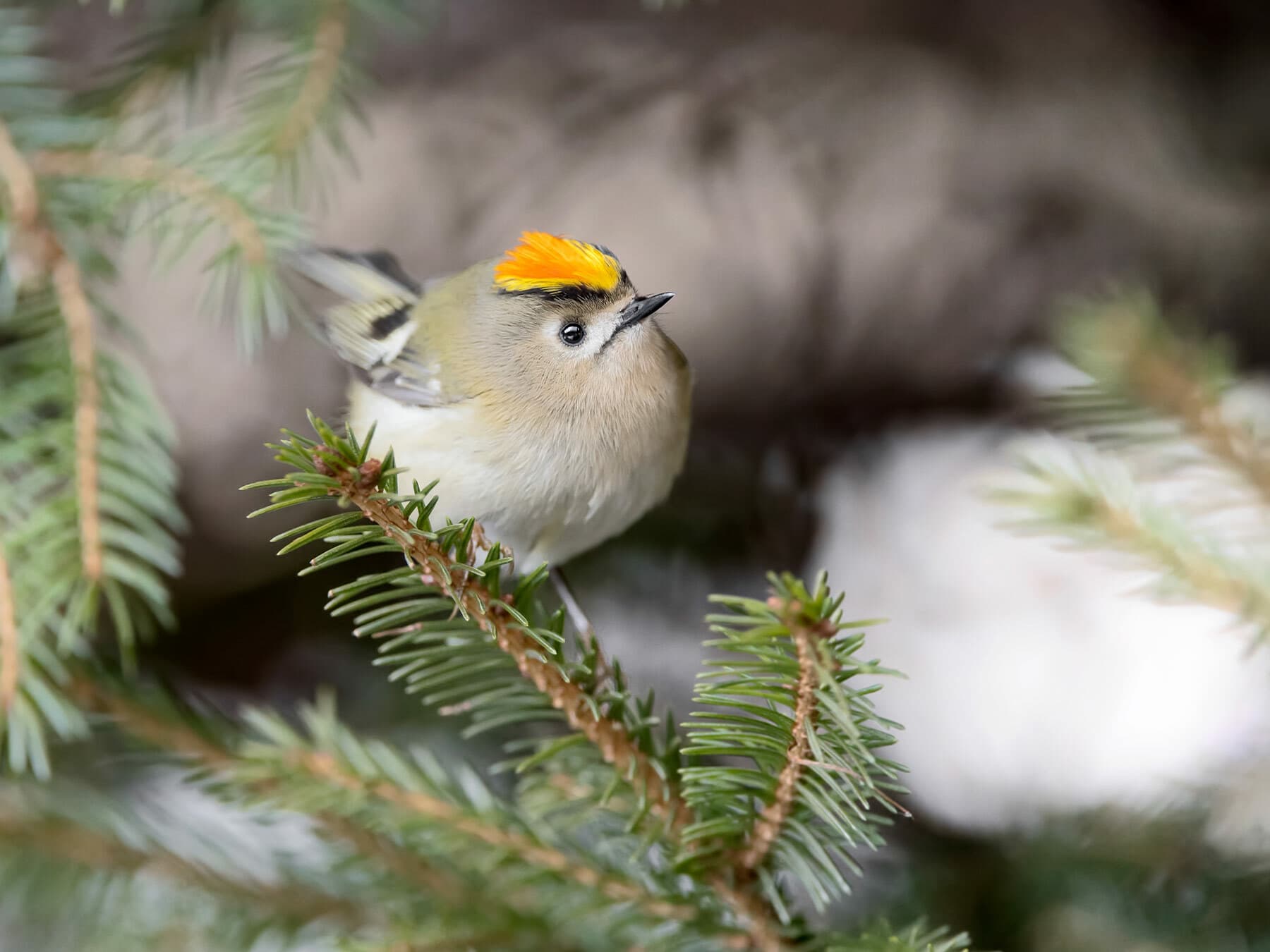 Goldcrest on a tree branch