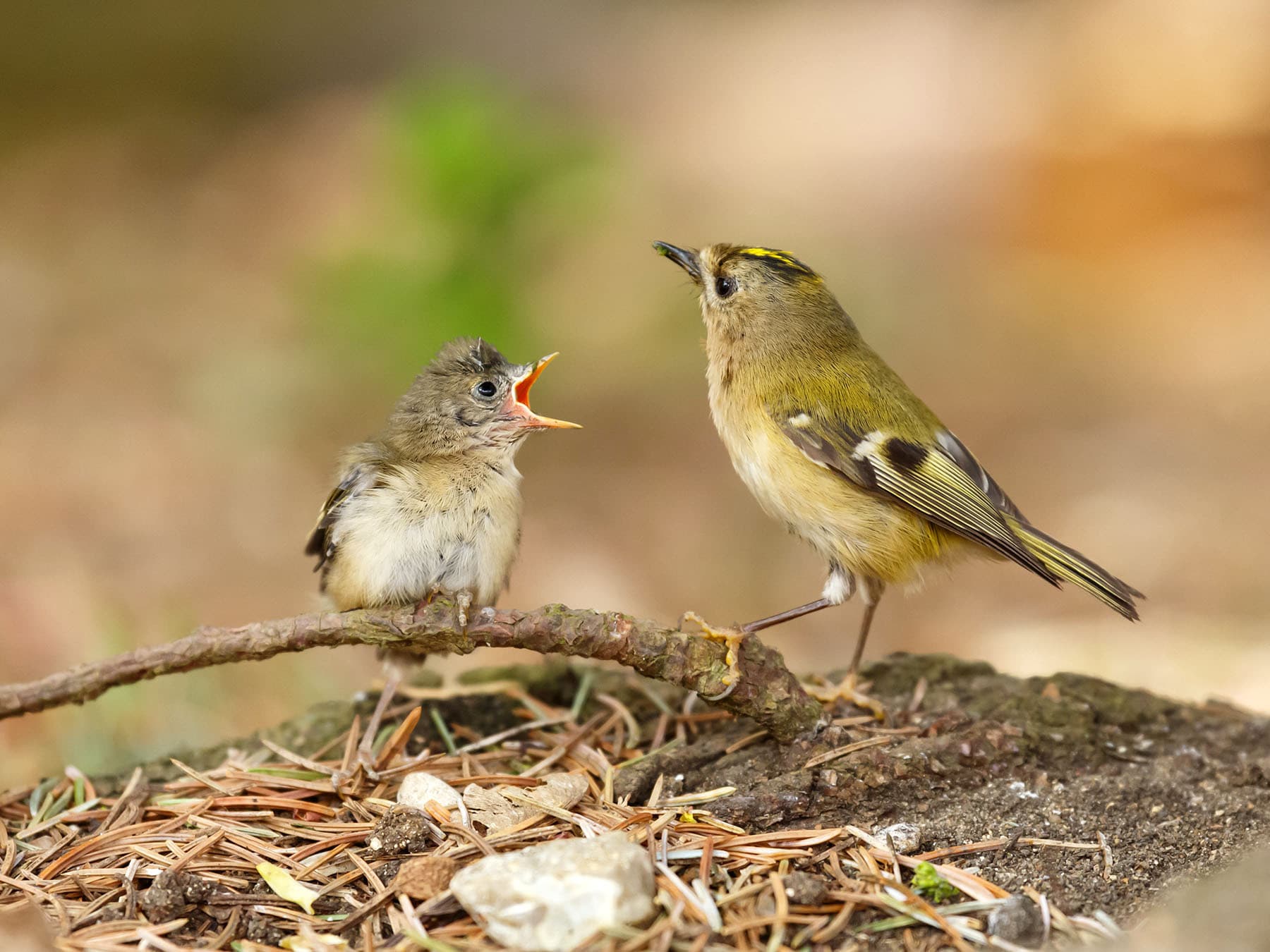 Goldcrest adult feeding fledgling on ground