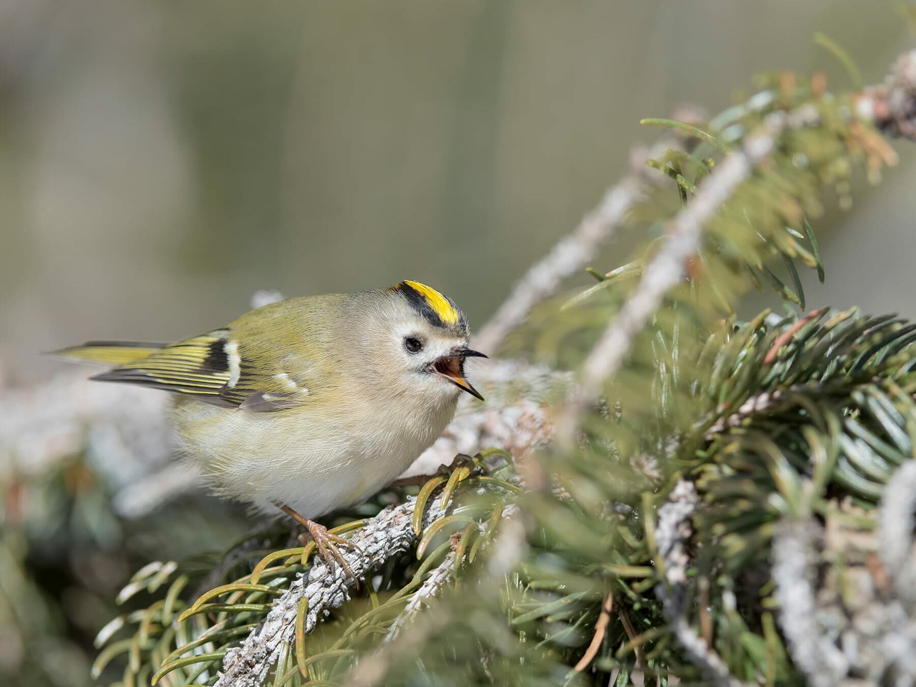 Goldcrest singing