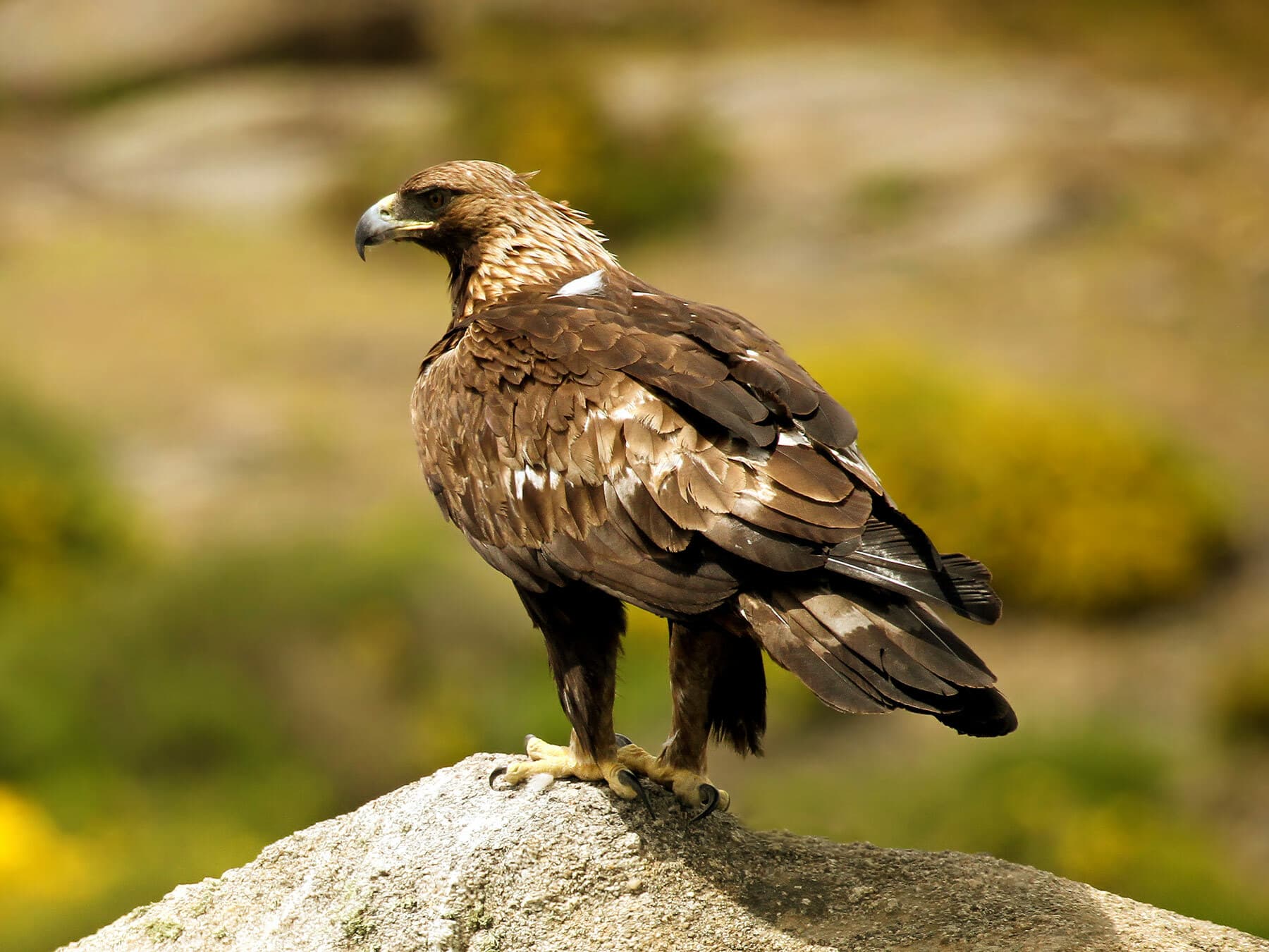 Perched Golden Eagle on the lookout for prey
