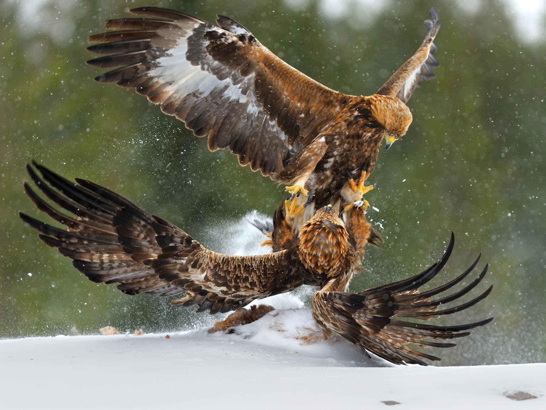 A pair of Golden Eagles fighting in the snow