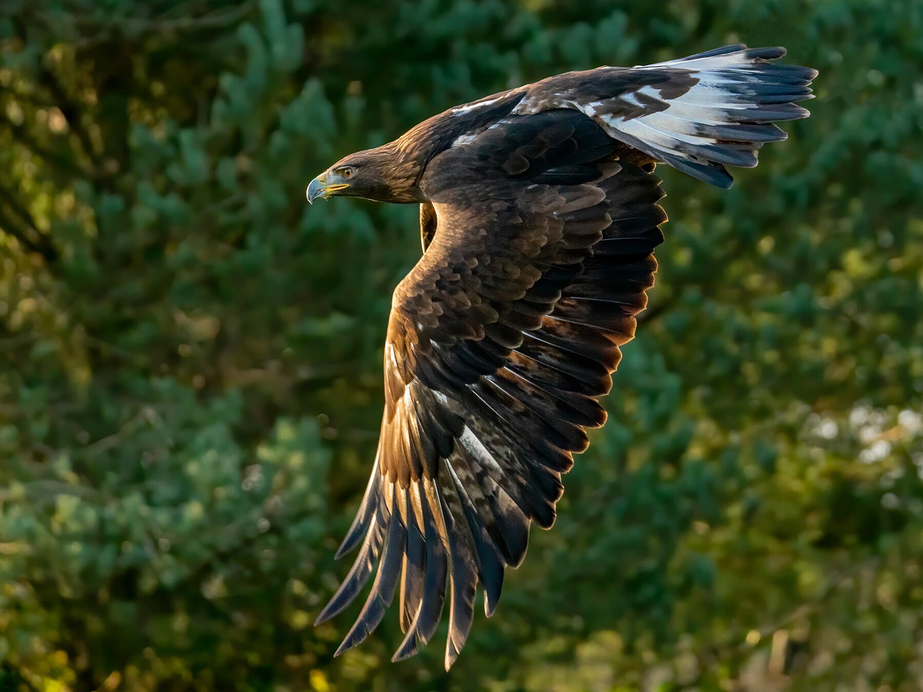 Golden Eagle in flight
