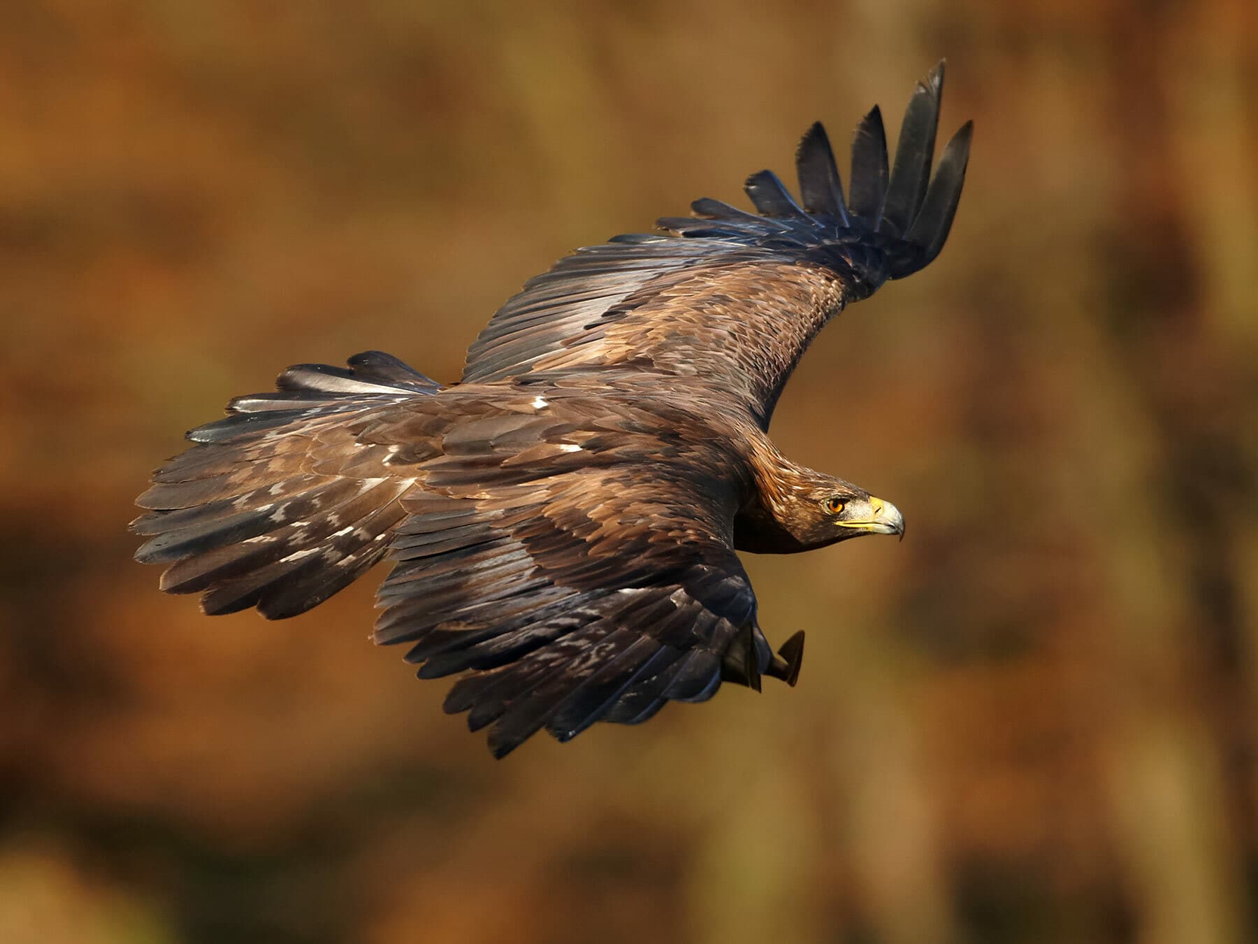 Golden Eagle soaring through the sky, in flight with wings spread wide