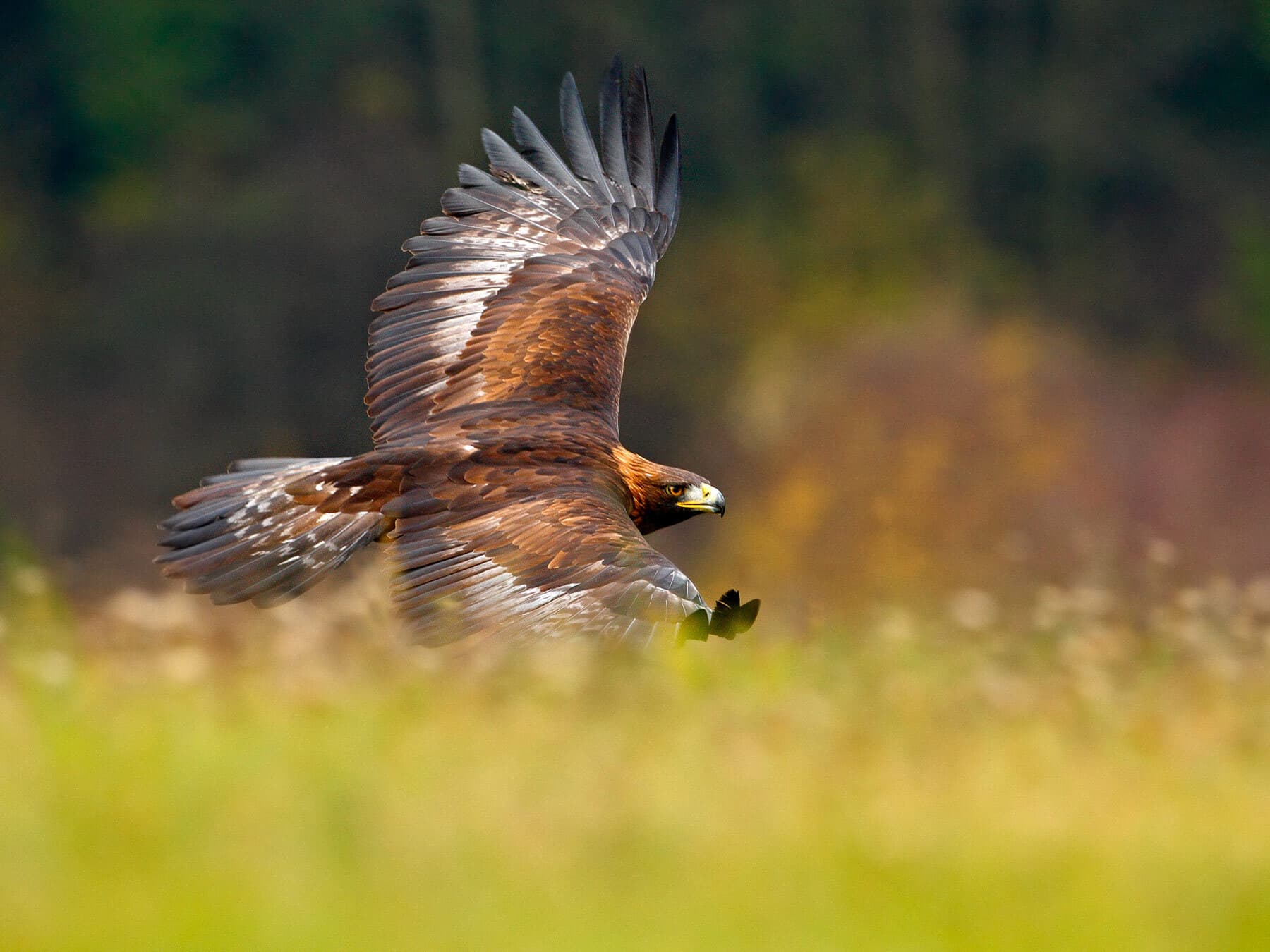Golden eagle flying